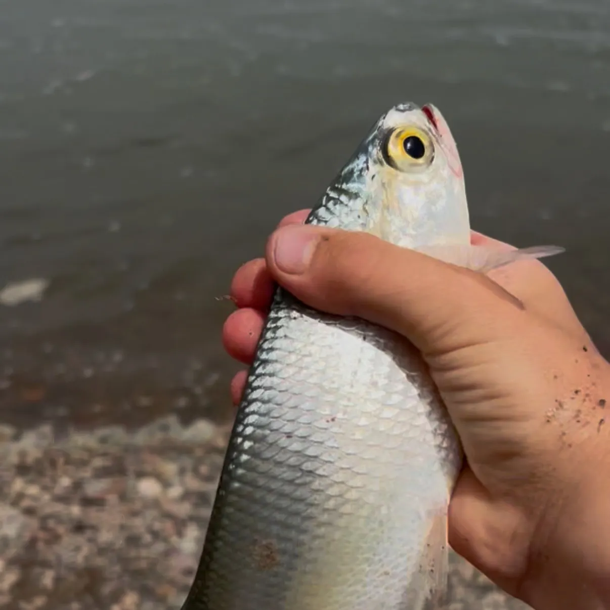 Goldeye caught on Fishbrain