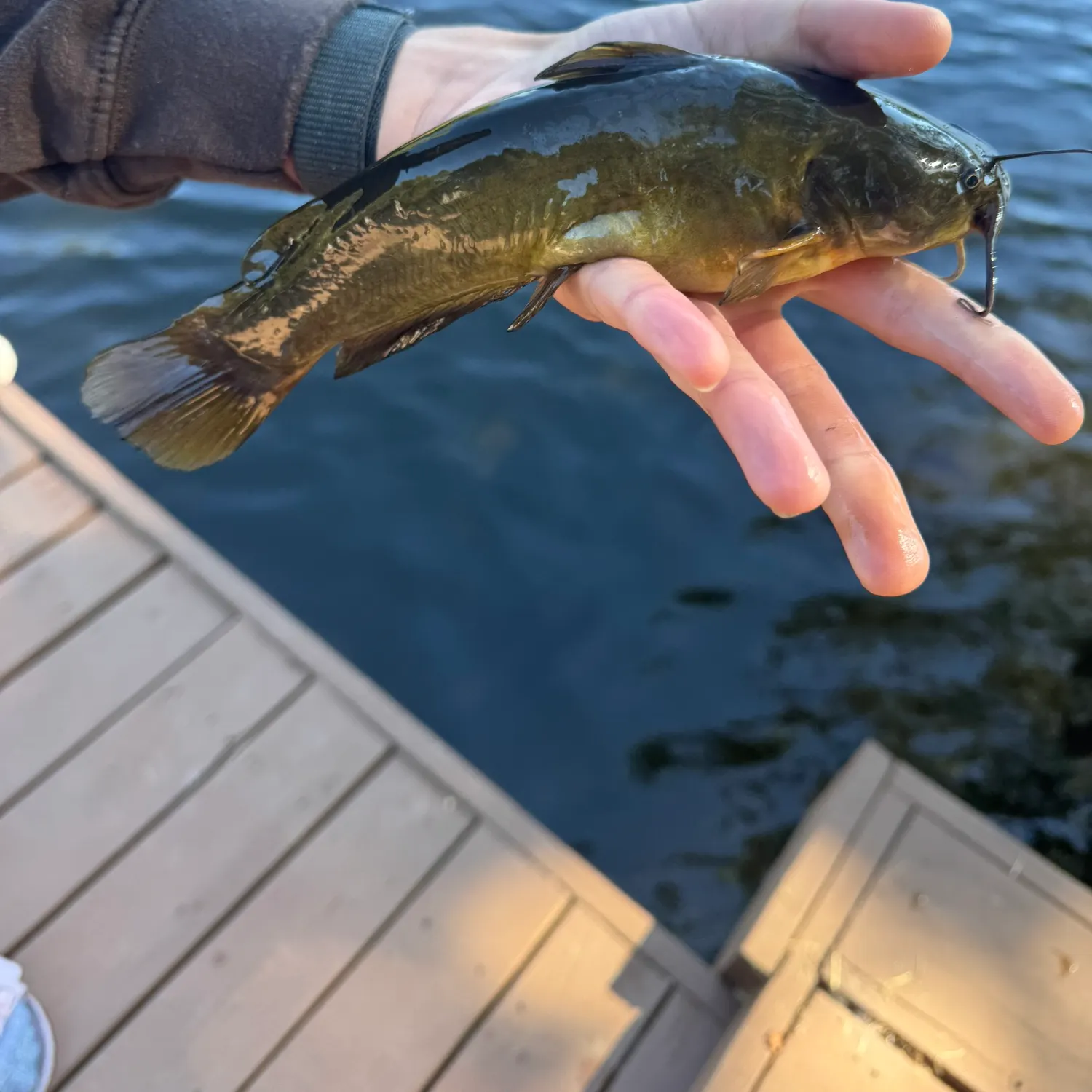 Yellow bullhead caught on Fishbrain