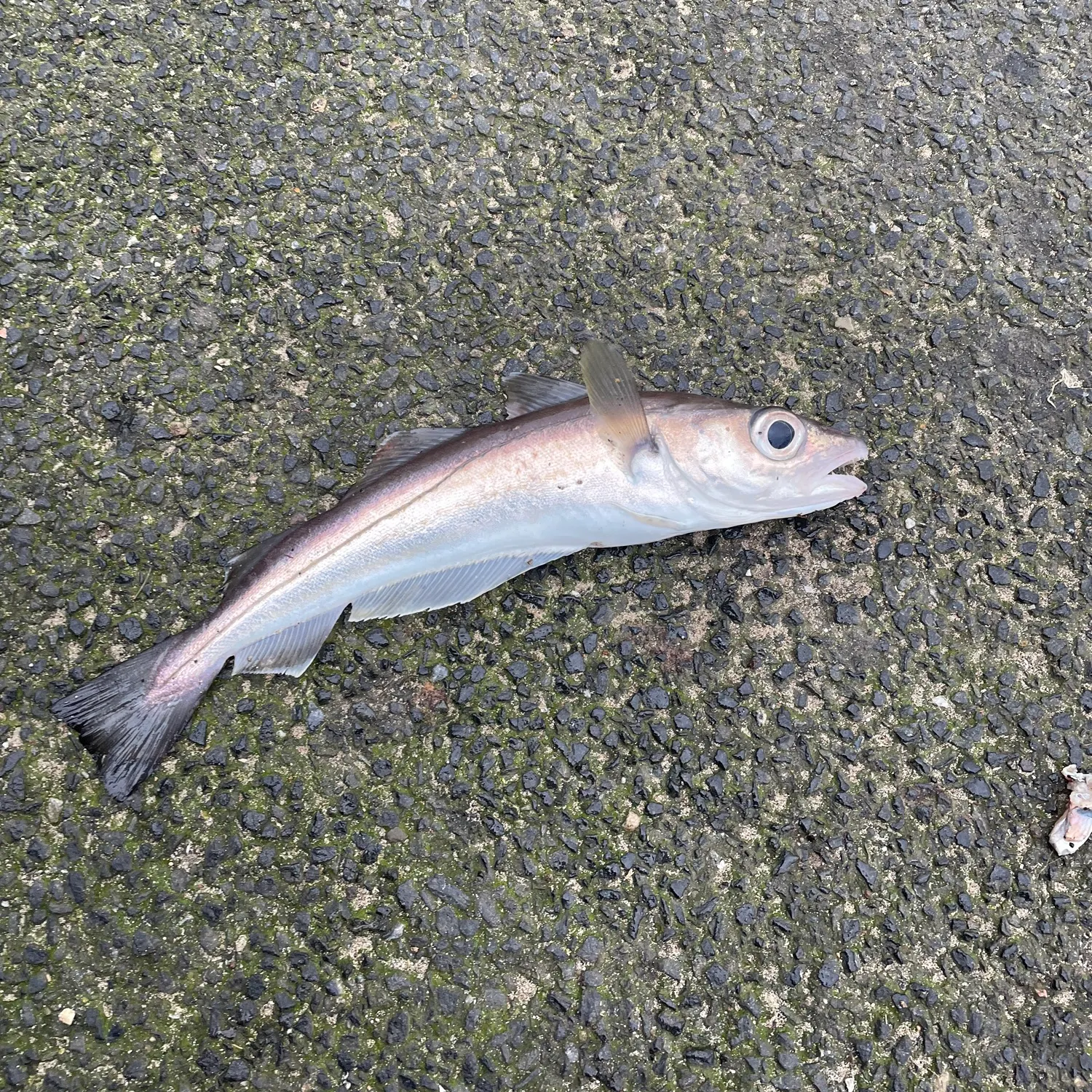 The most recent Alaska pollock catches on Fishbrain