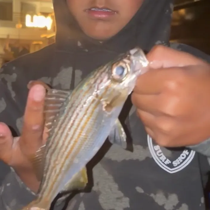 The most recent Salema porgy catches on Fishbrain