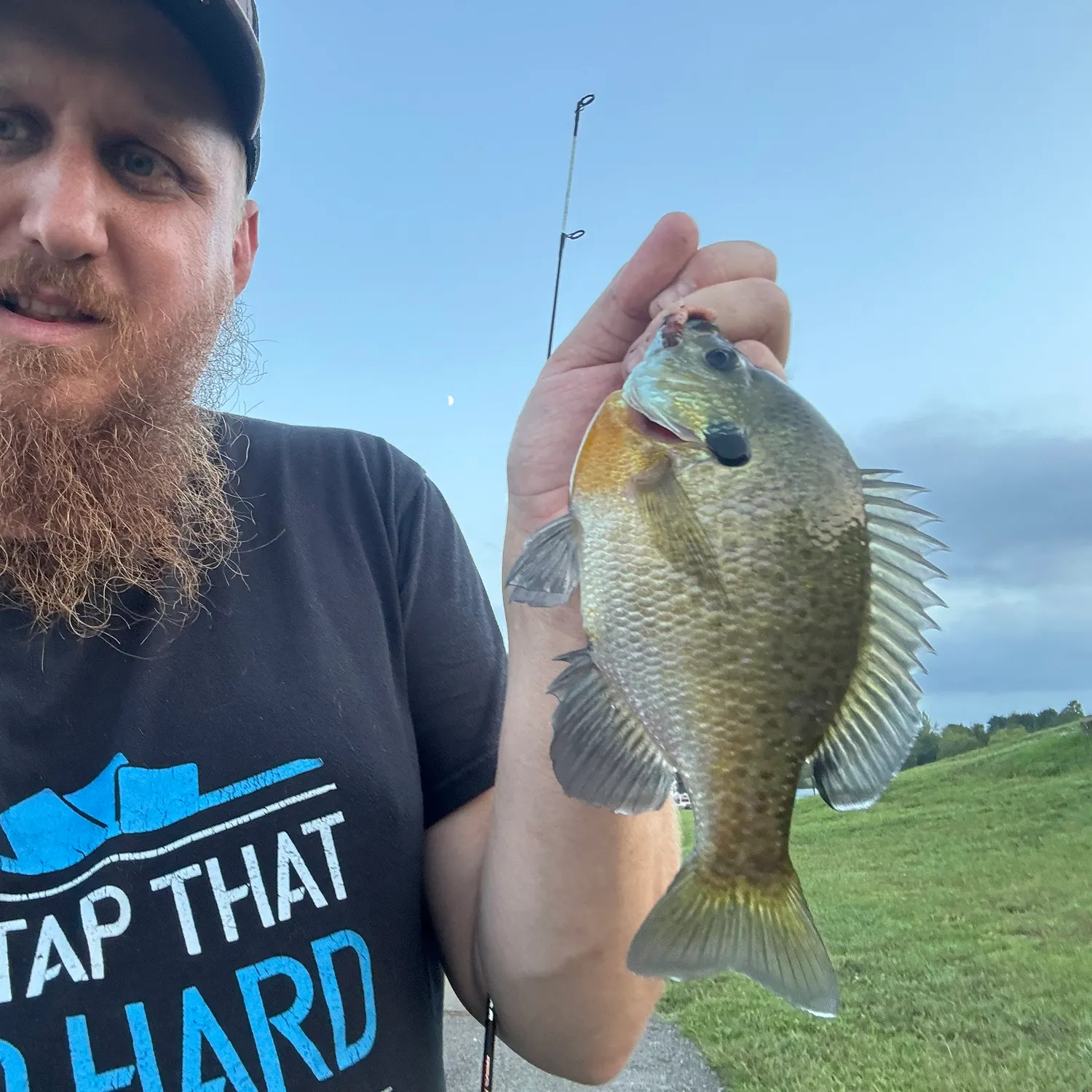 Bluegill caught on Fishbrain