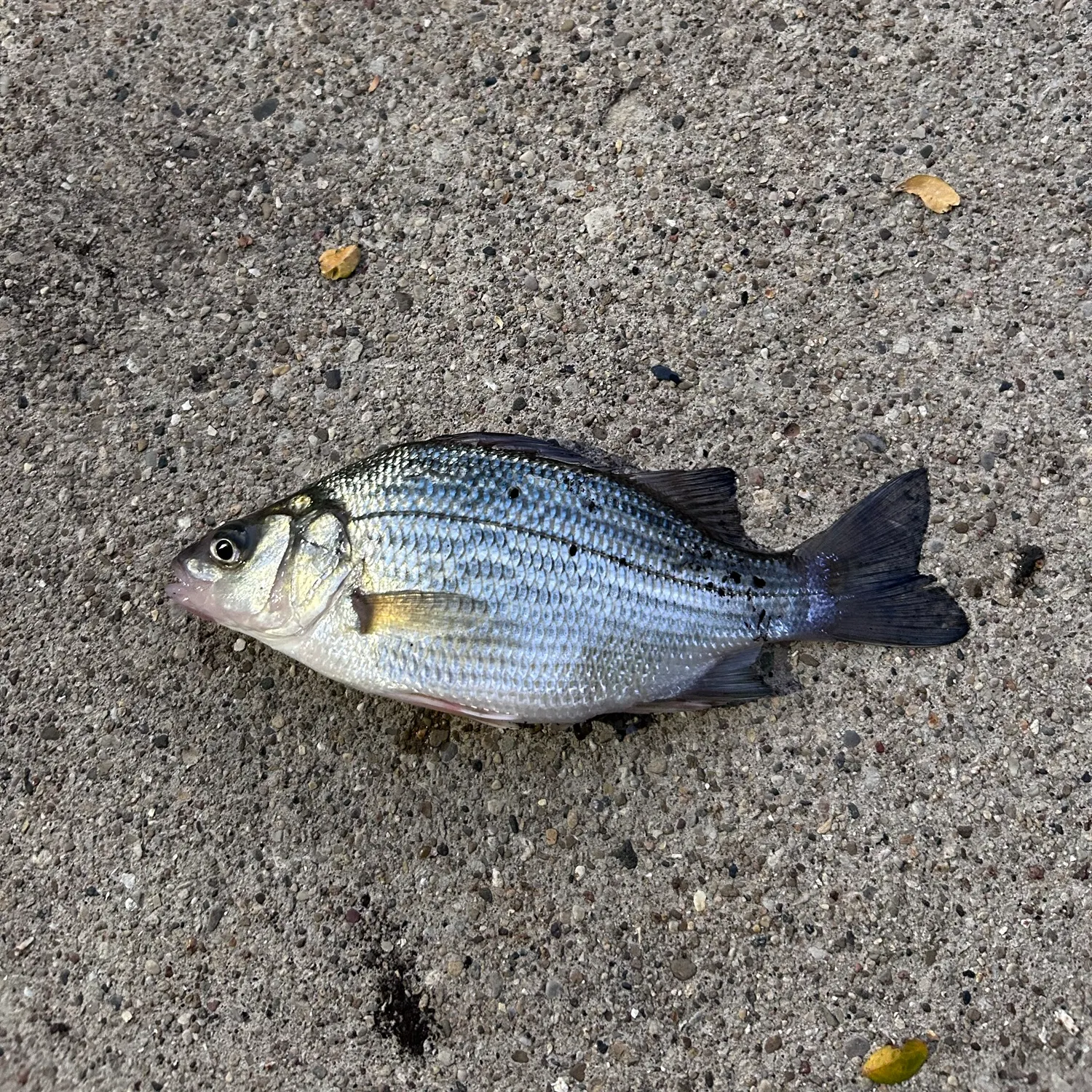 White perch caught on Fishbrain