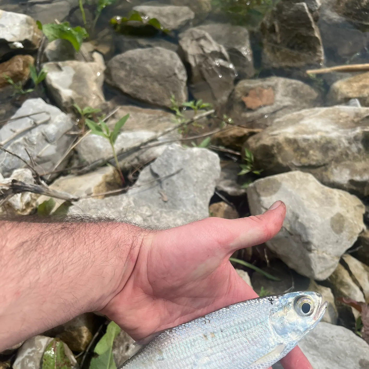 most liked catch image