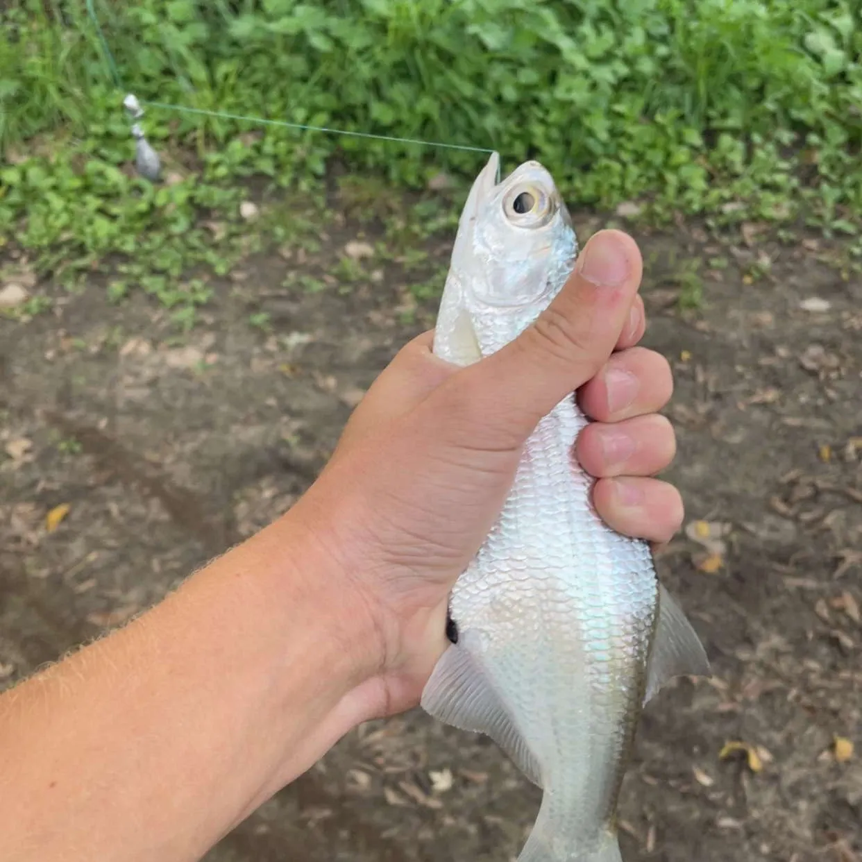 Mooneye caught on Fishbrain