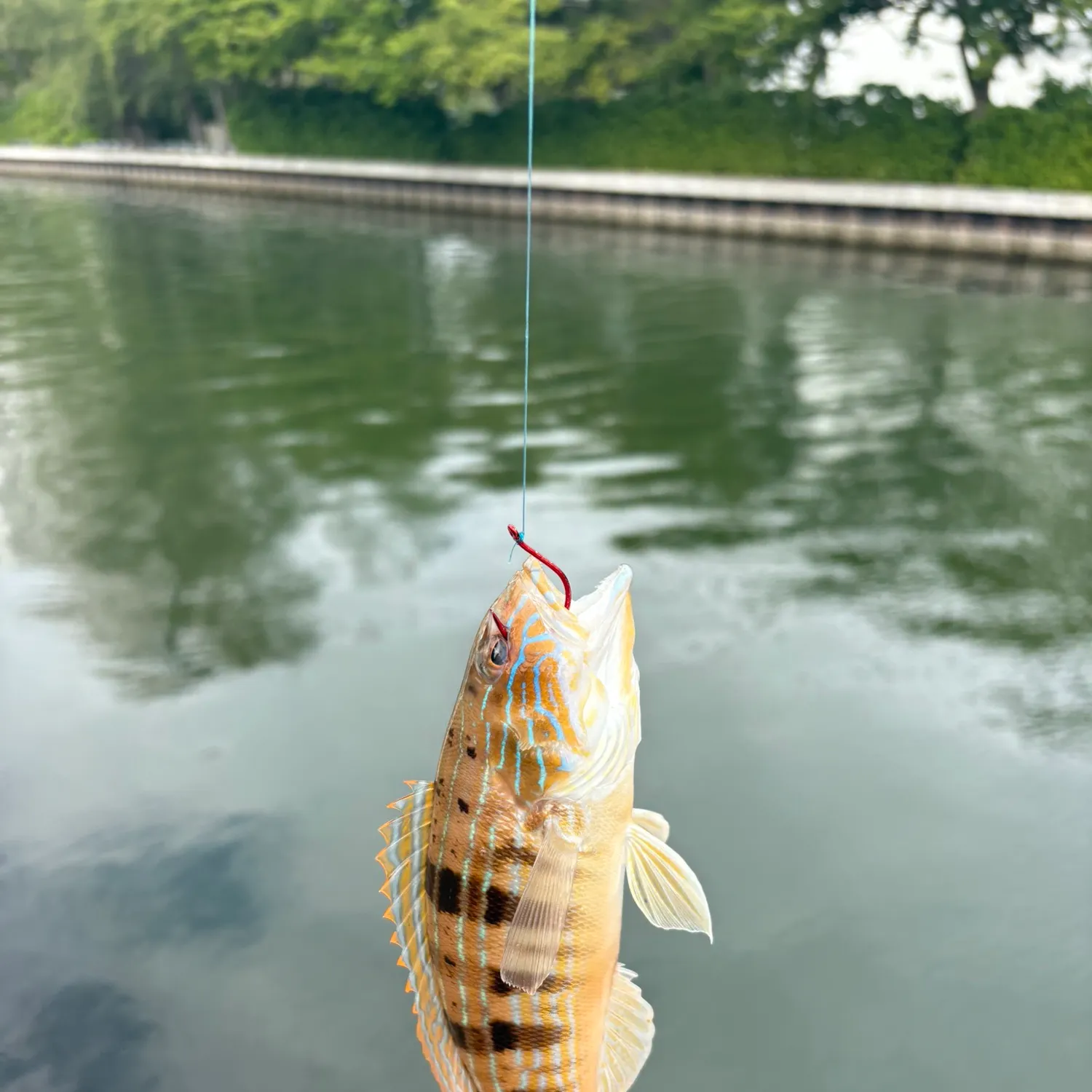 The most recent Sand perch catches on Fishbrain