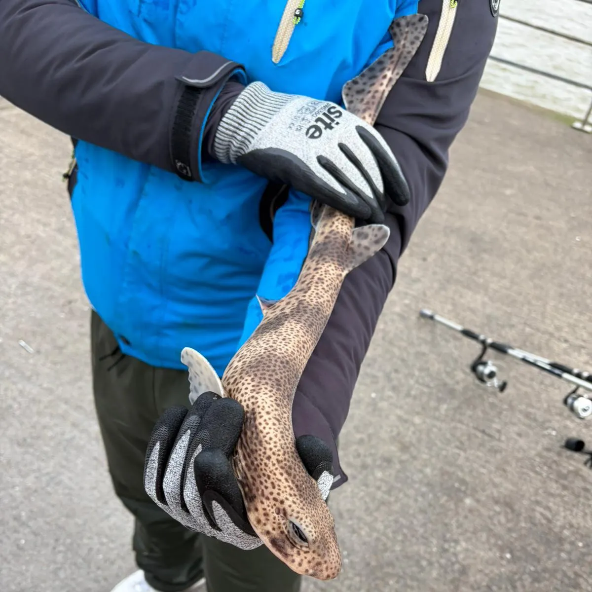 The most recent Starry smooth-hound catches on Fishbrain