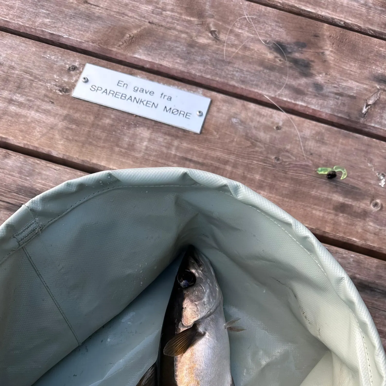 Pollack caught on Fishbrain
