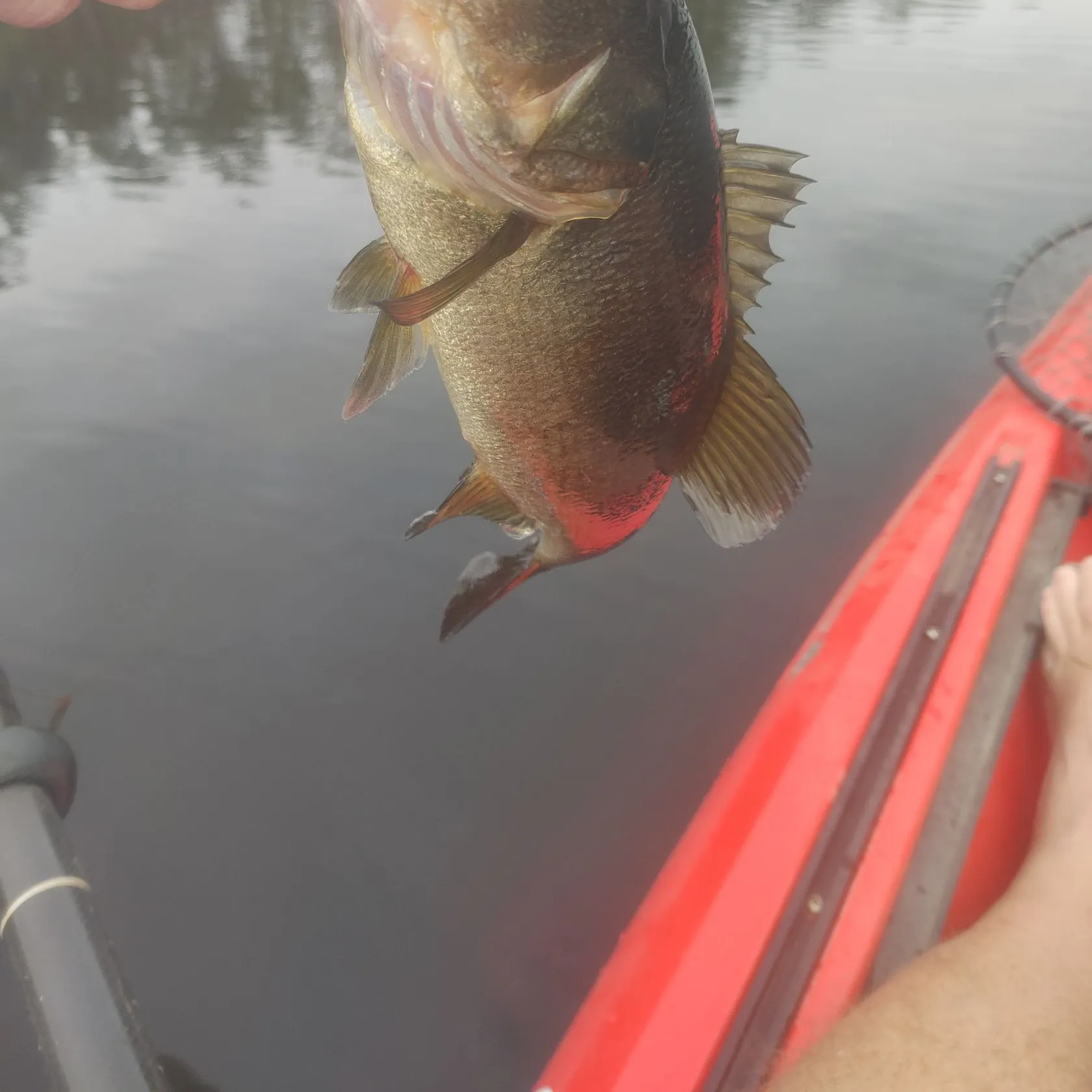 Smallmouth bass caught on Fishbrain