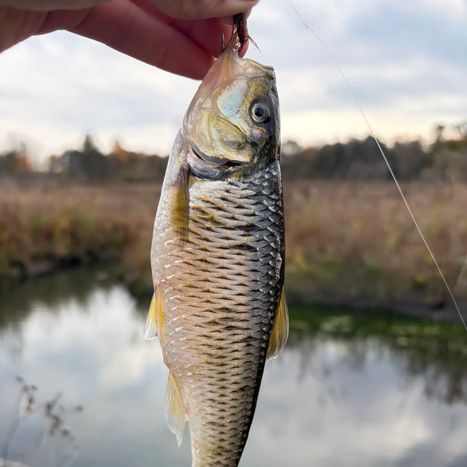 Striped shiner caught on Fishbrain