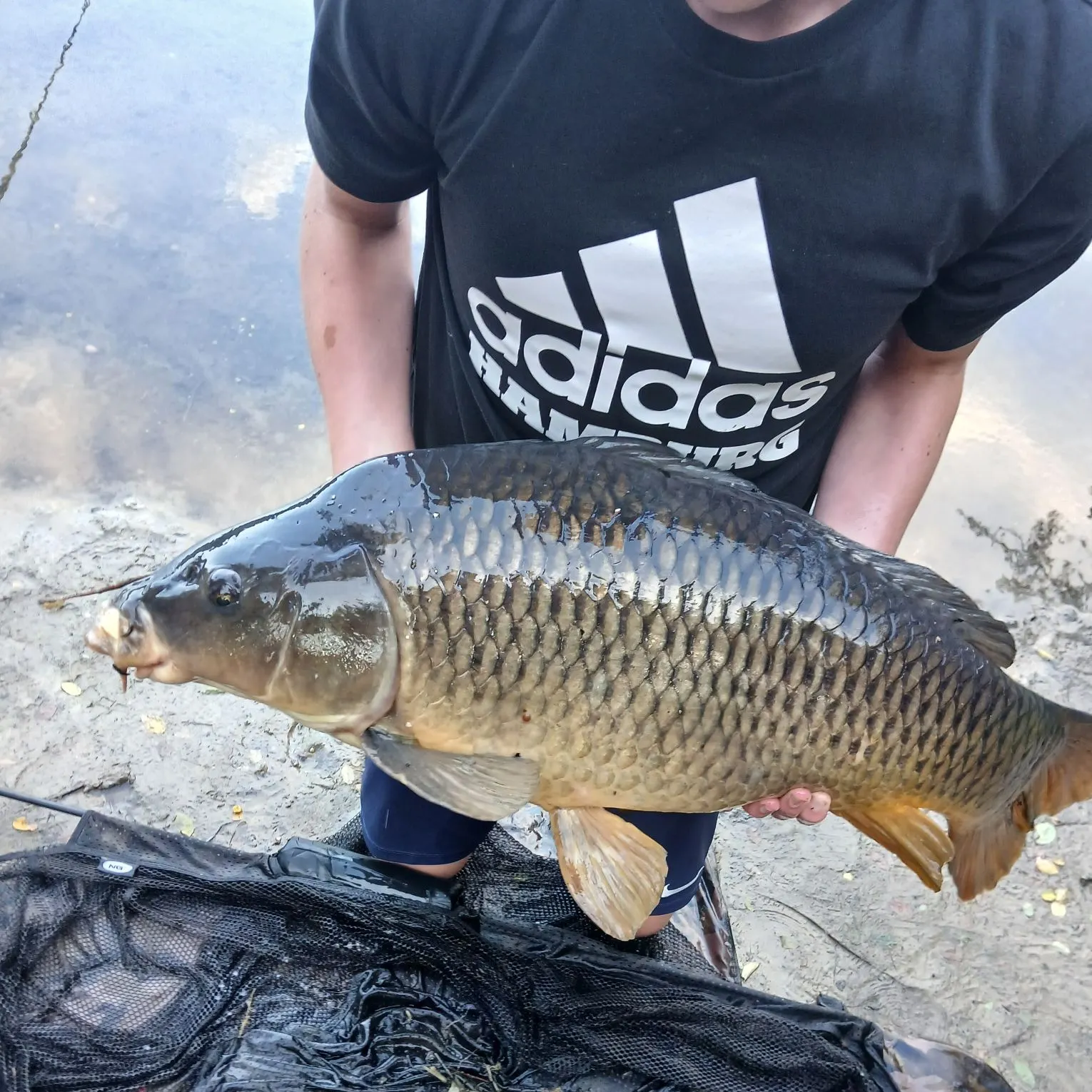 Common carp caught on Fishbrain