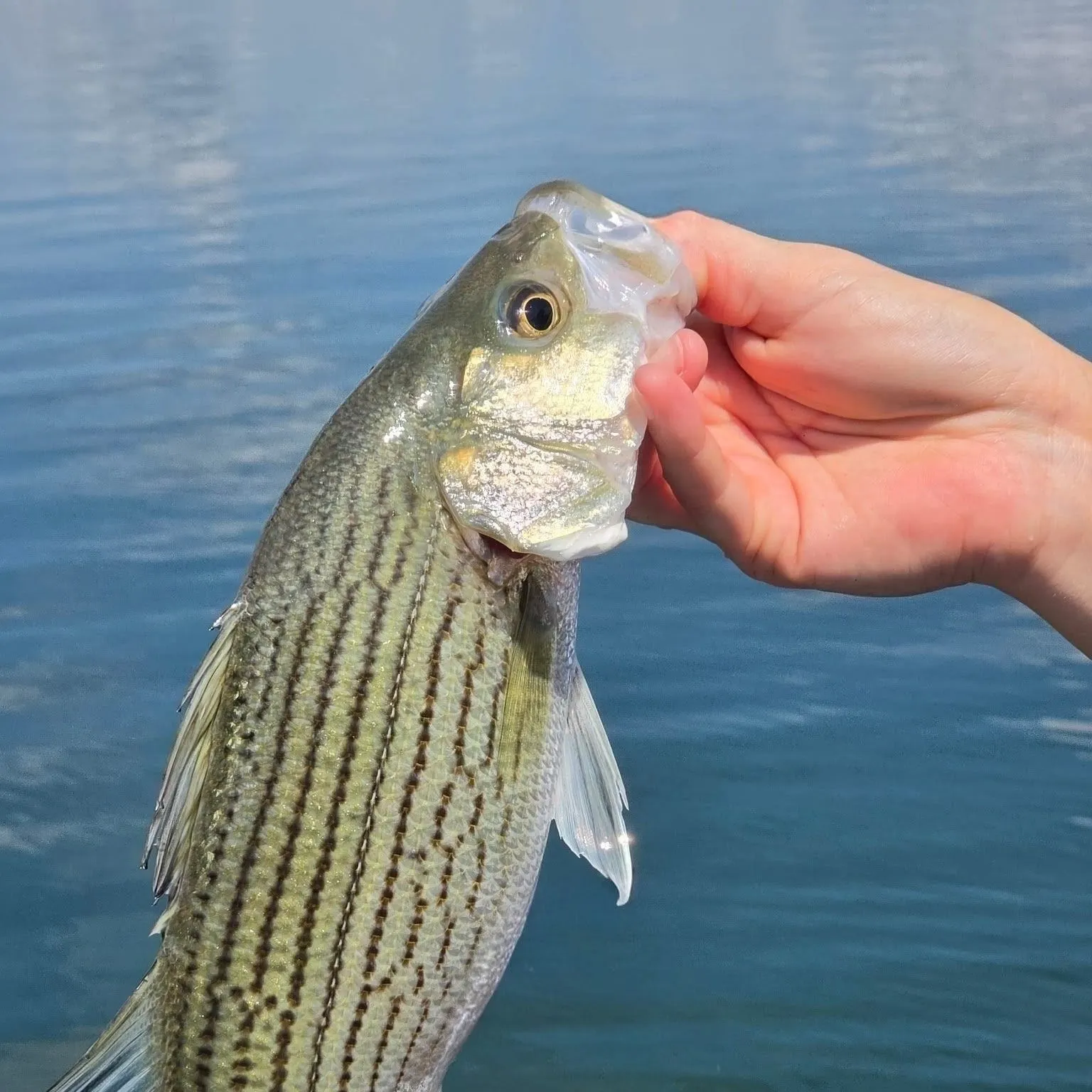 Wiper caught on Fishbrain