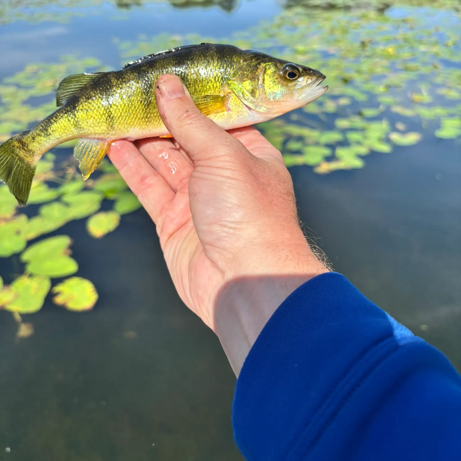 Yellow perch caught on Fishbrain