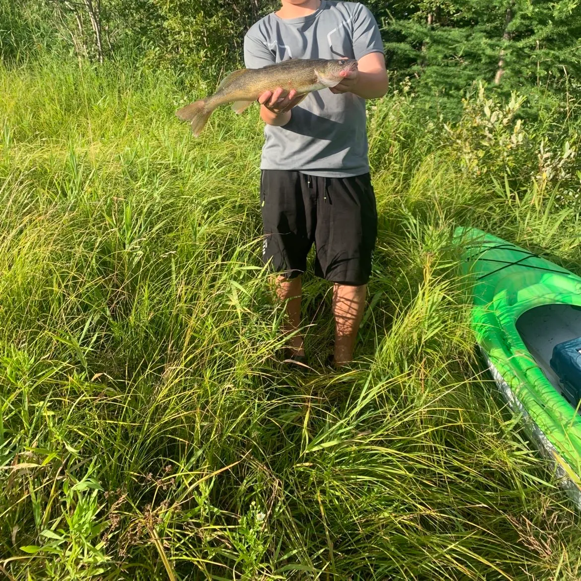 Walleye caught on Fishbrain