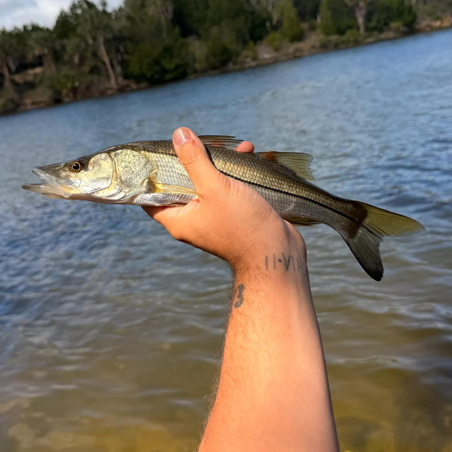 The most recent Common snook catches on Fishbrain