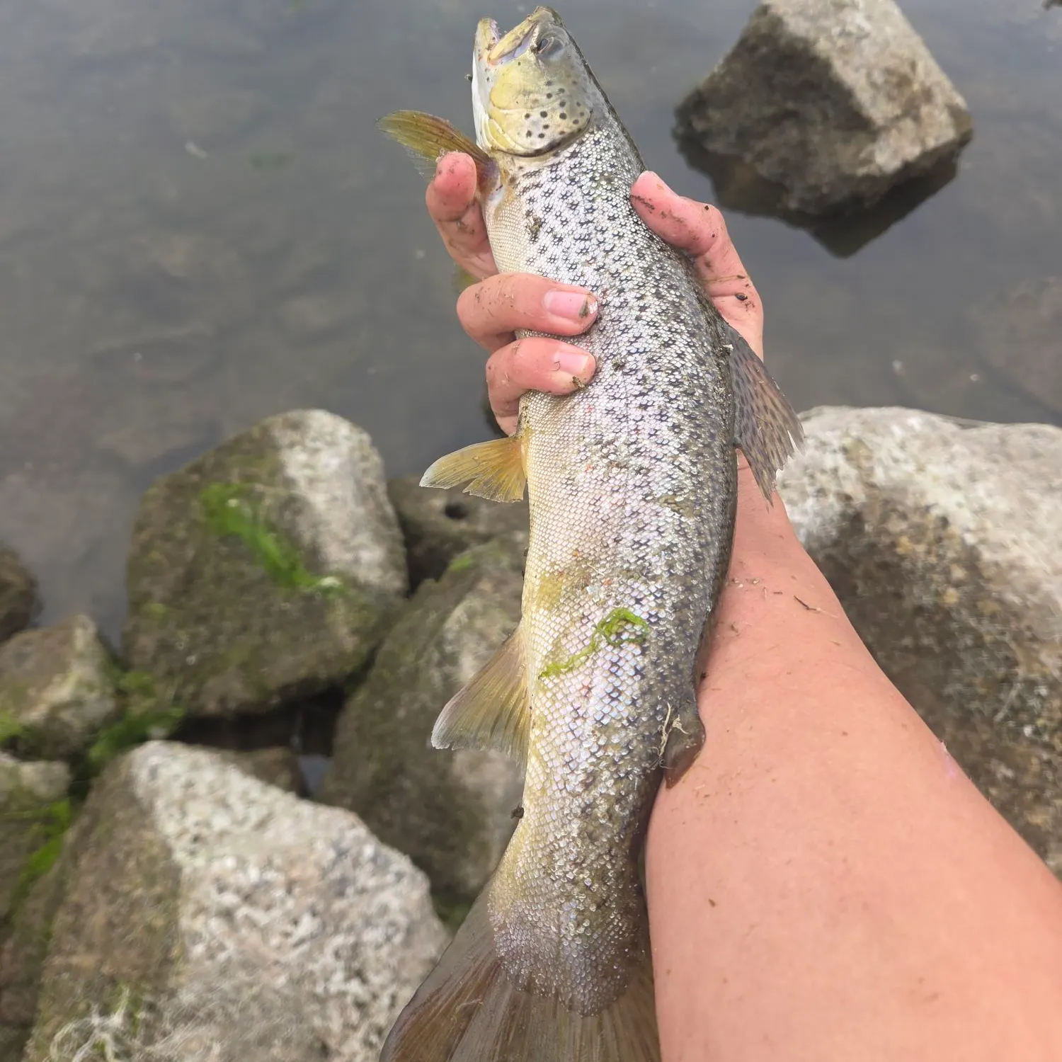 Brown trout caught on Fishbrain