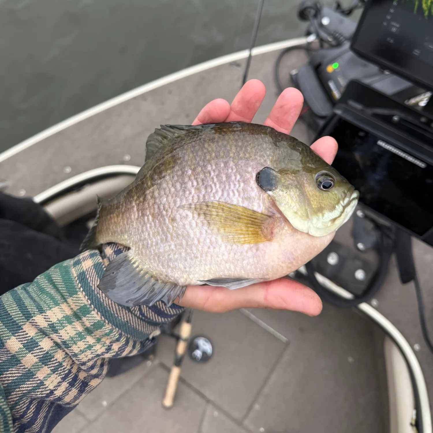 Bluegill caught on Fishbrain