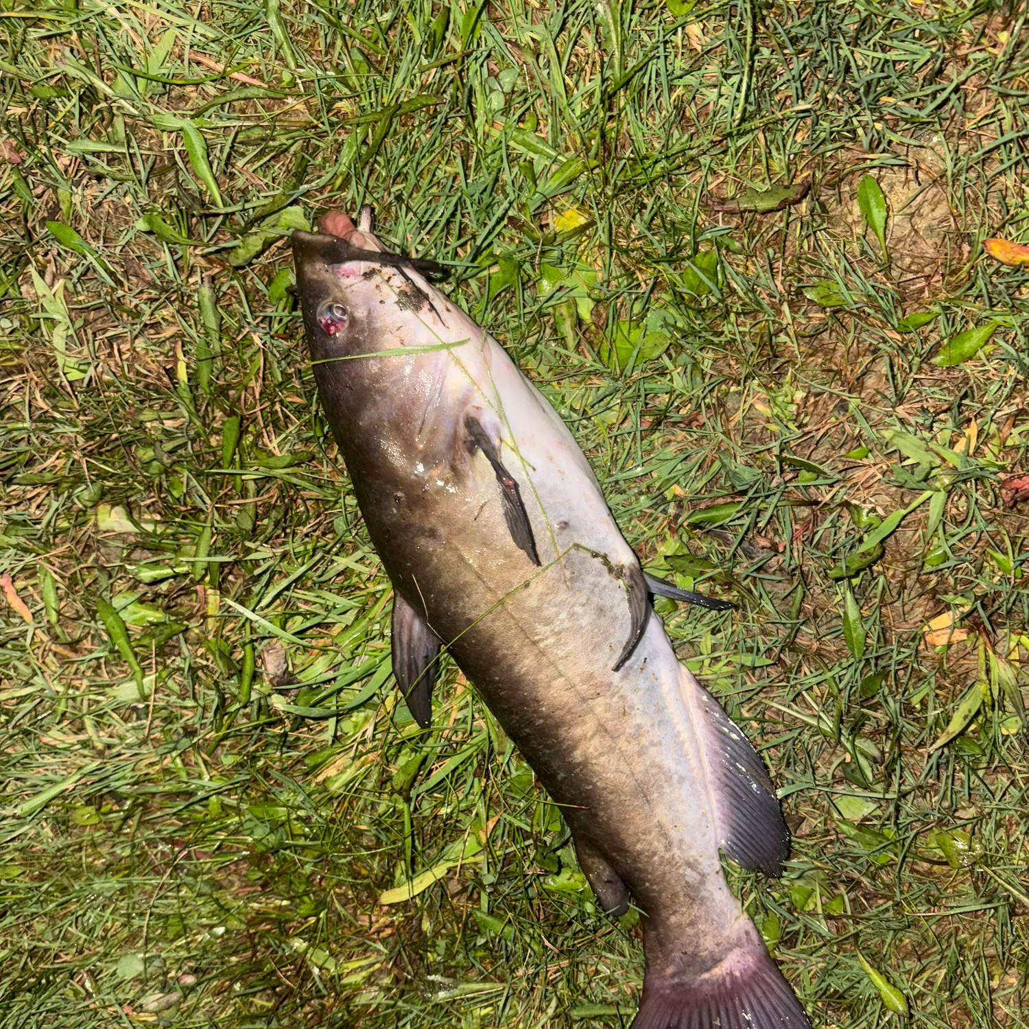 Brown bullhead caught on Fishbrain