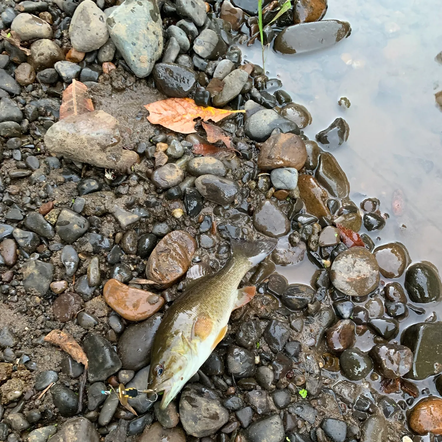 Smallmouth bass caught on Fishbrain