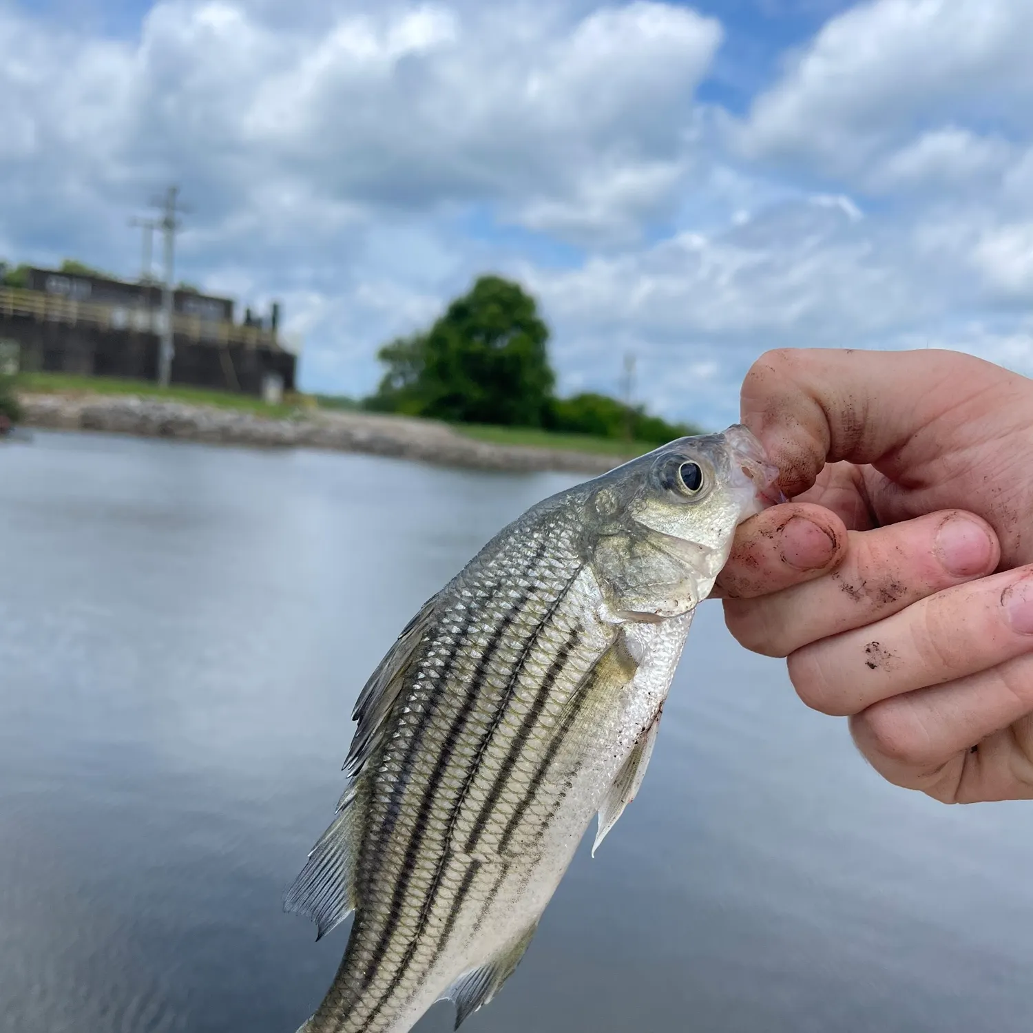 The most recent Yellow bass catches on Fishbrain