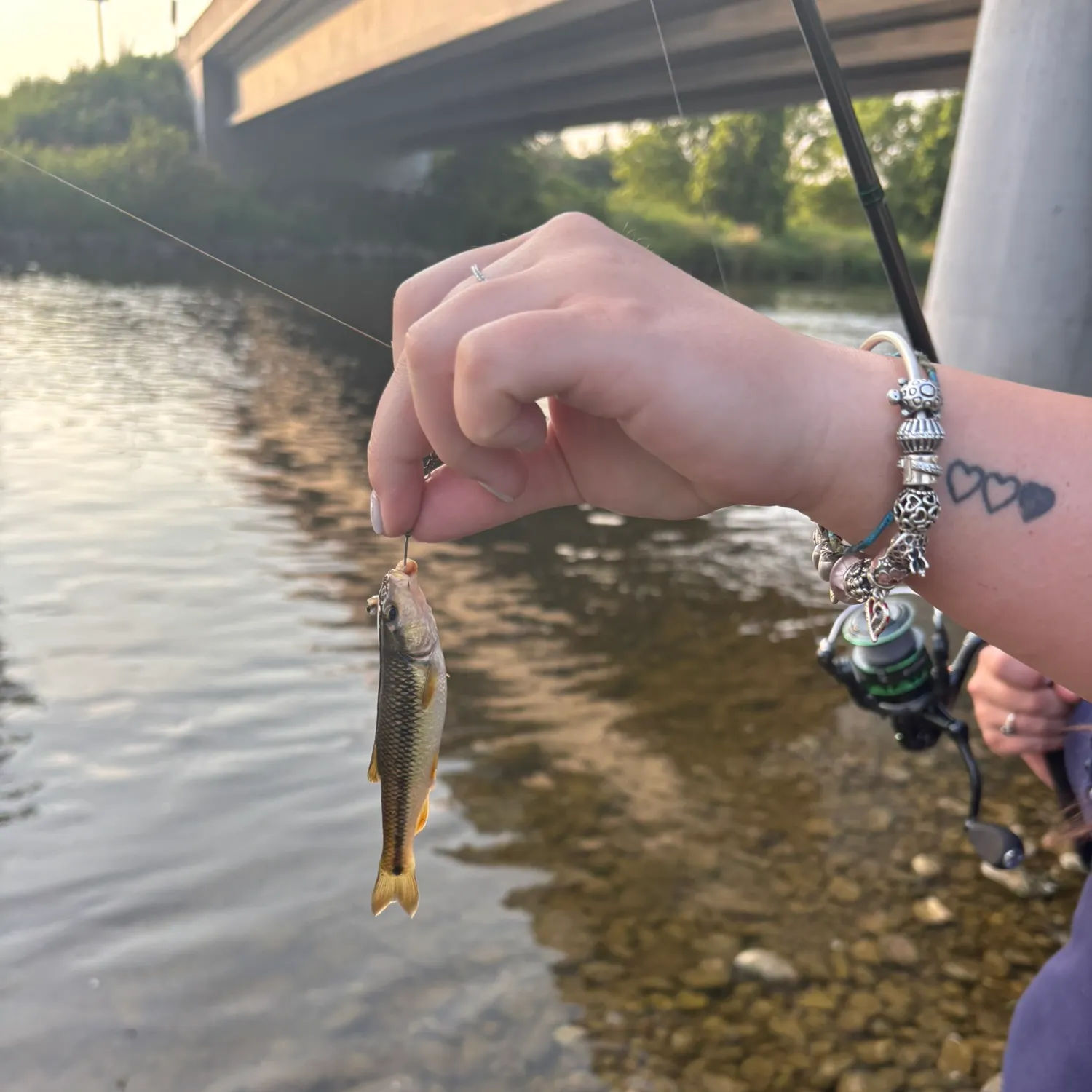 The most recent Hornyhead chub catches on Fishbrain