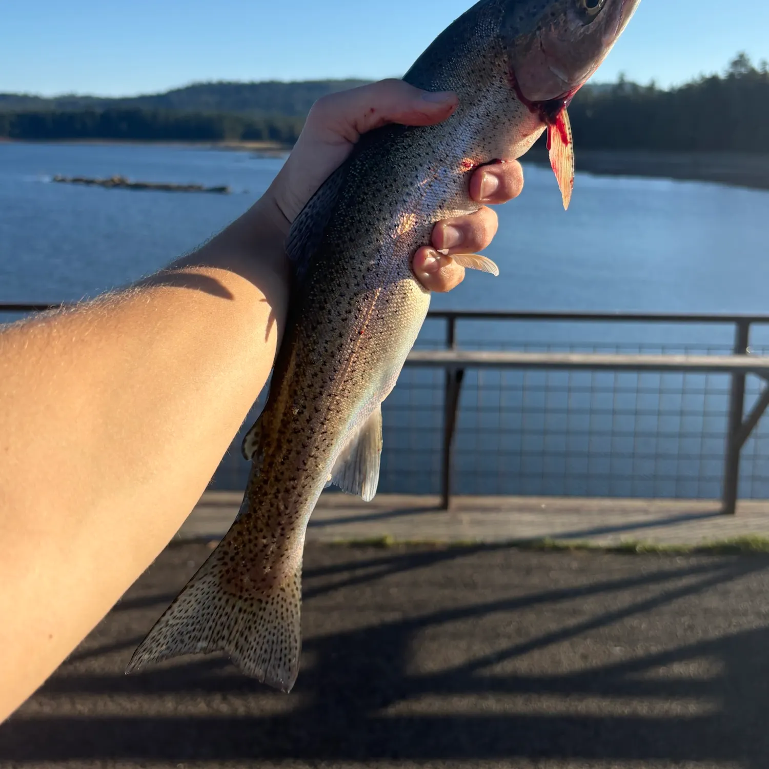Rainbow trout caught on Fishbrain