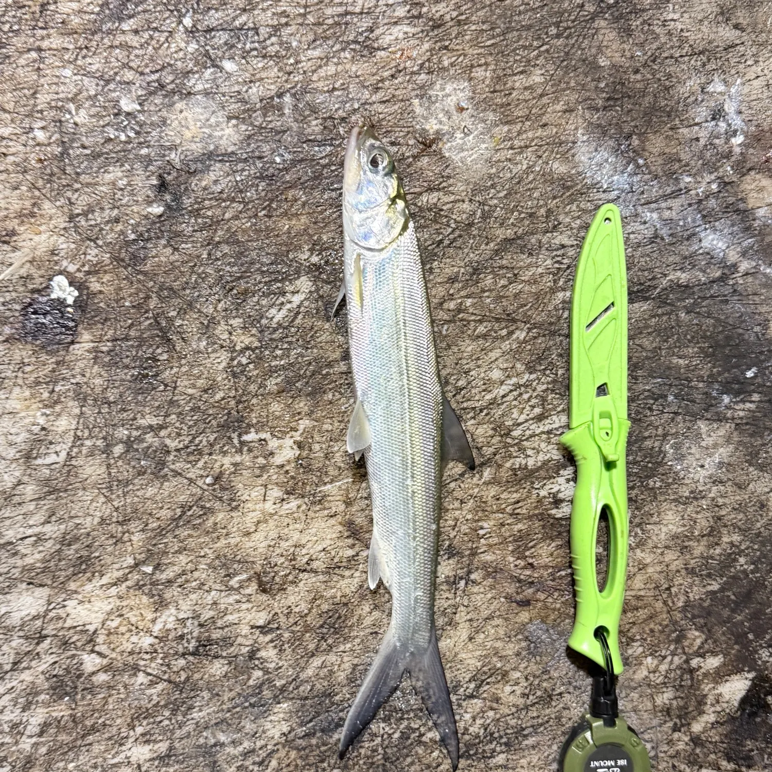 The most recent Ladyfish catches on Fishbrain