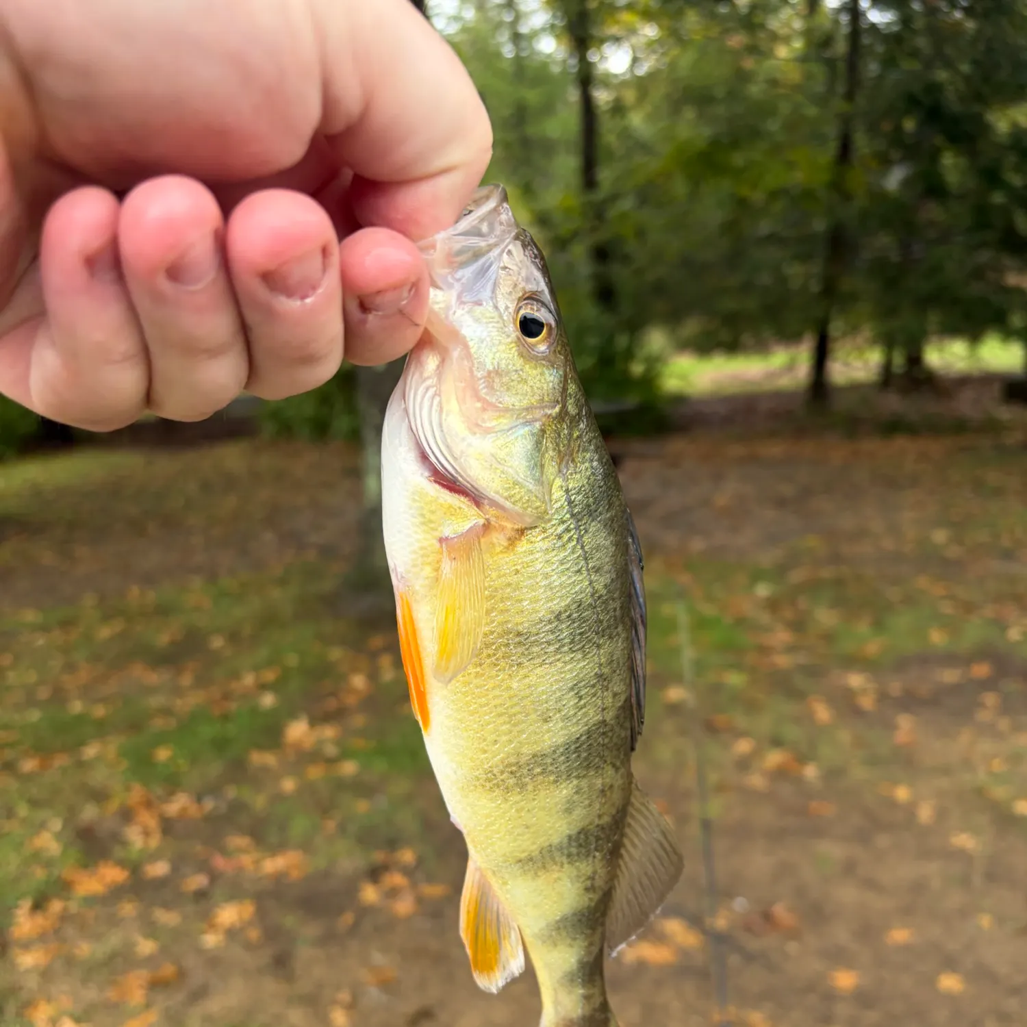 Yellow perch caught on Fishbrain