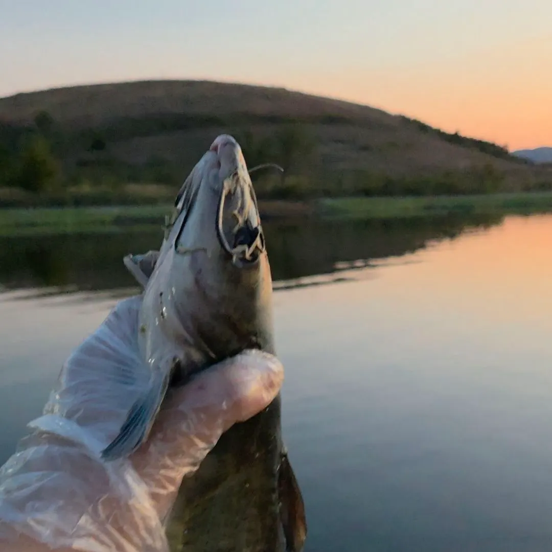 Blue catfish caught on Fishbrain
