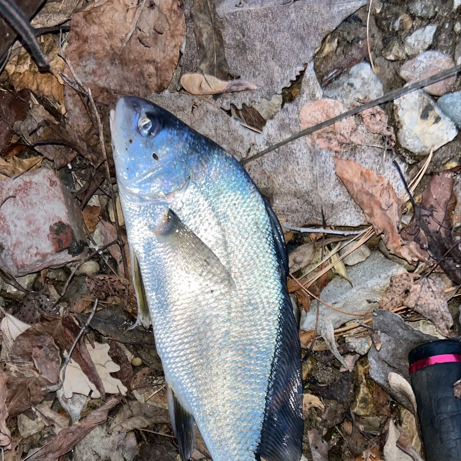 Freshwater drum caught on Fishbrain