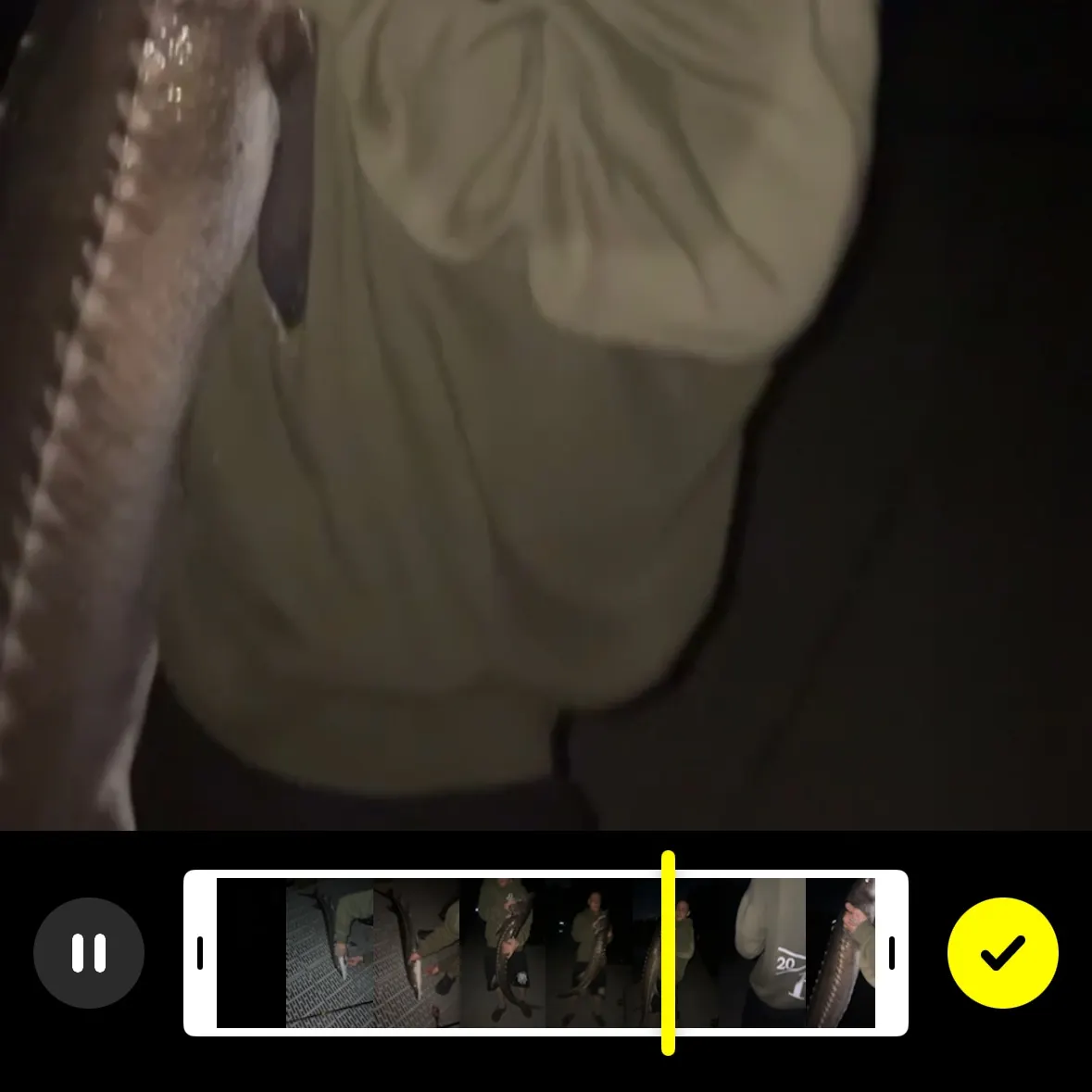 White sturgeon caught on Fishbrain