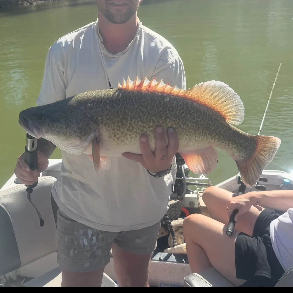The most recent Murray cod catches on Fishbrain
