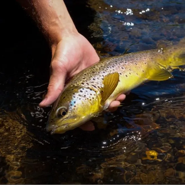 Brown trout caught on Fishbrain