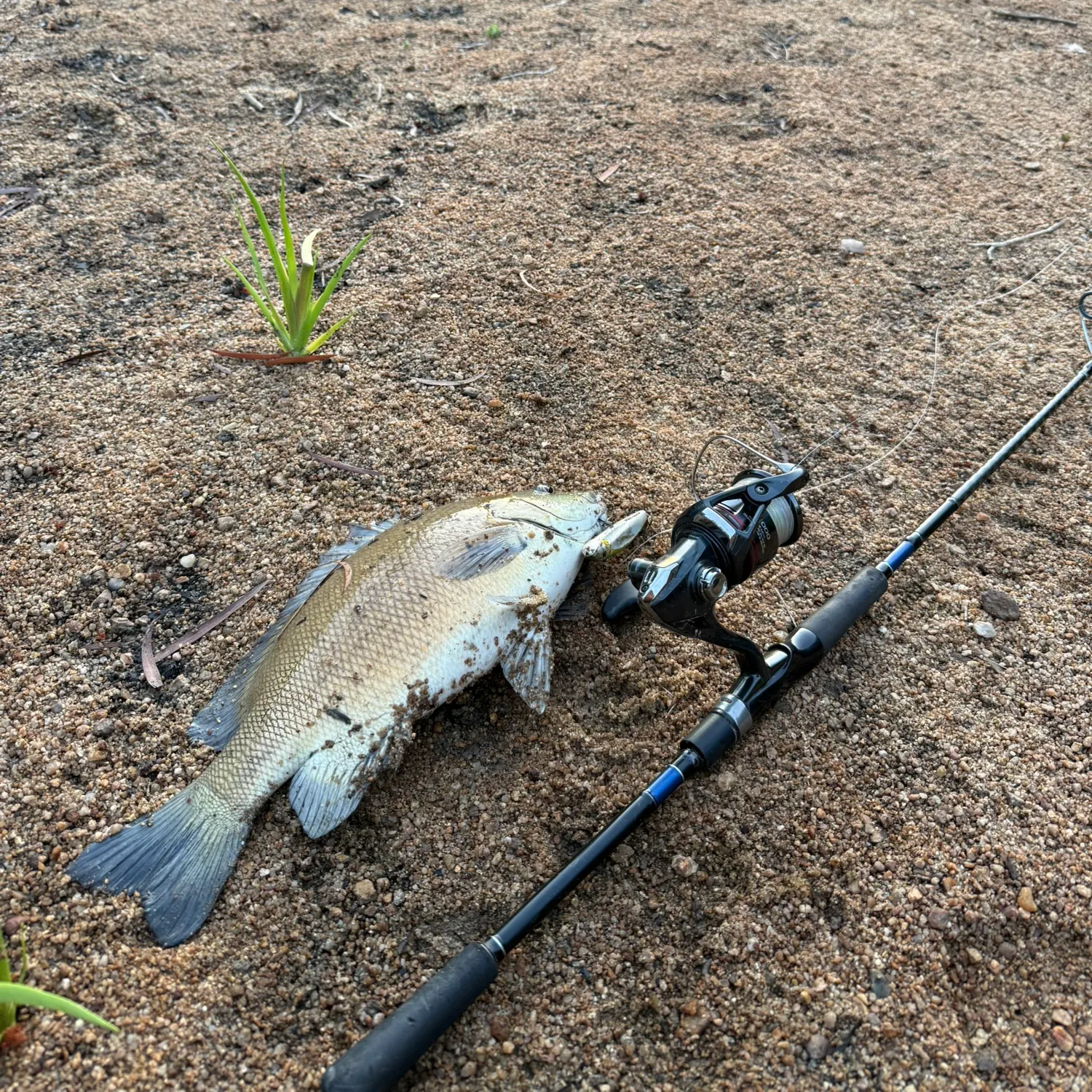 The most recent Sooty grunter catches on Fishbrain