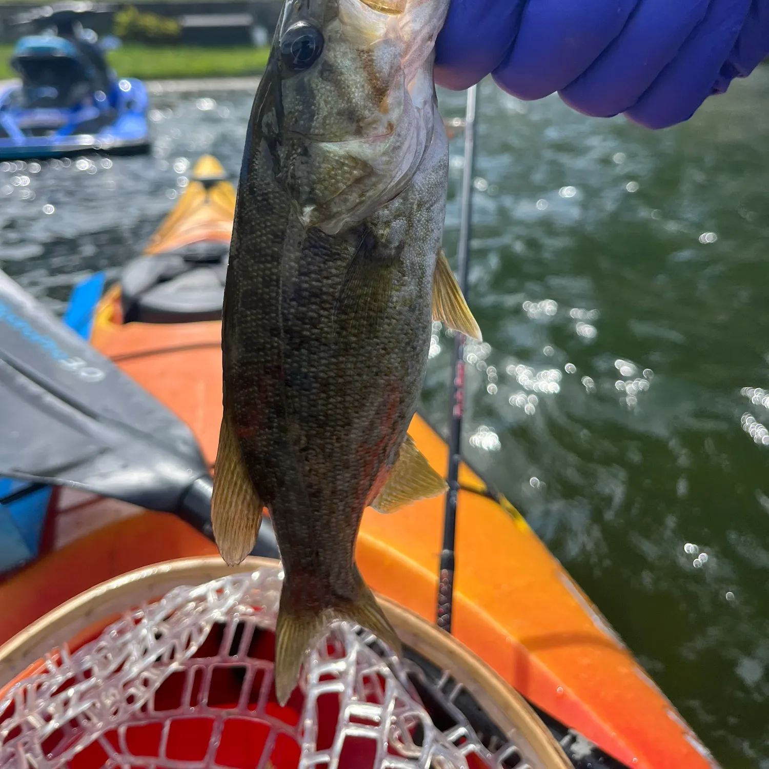 Smallmouth bass caught on Fishbrain