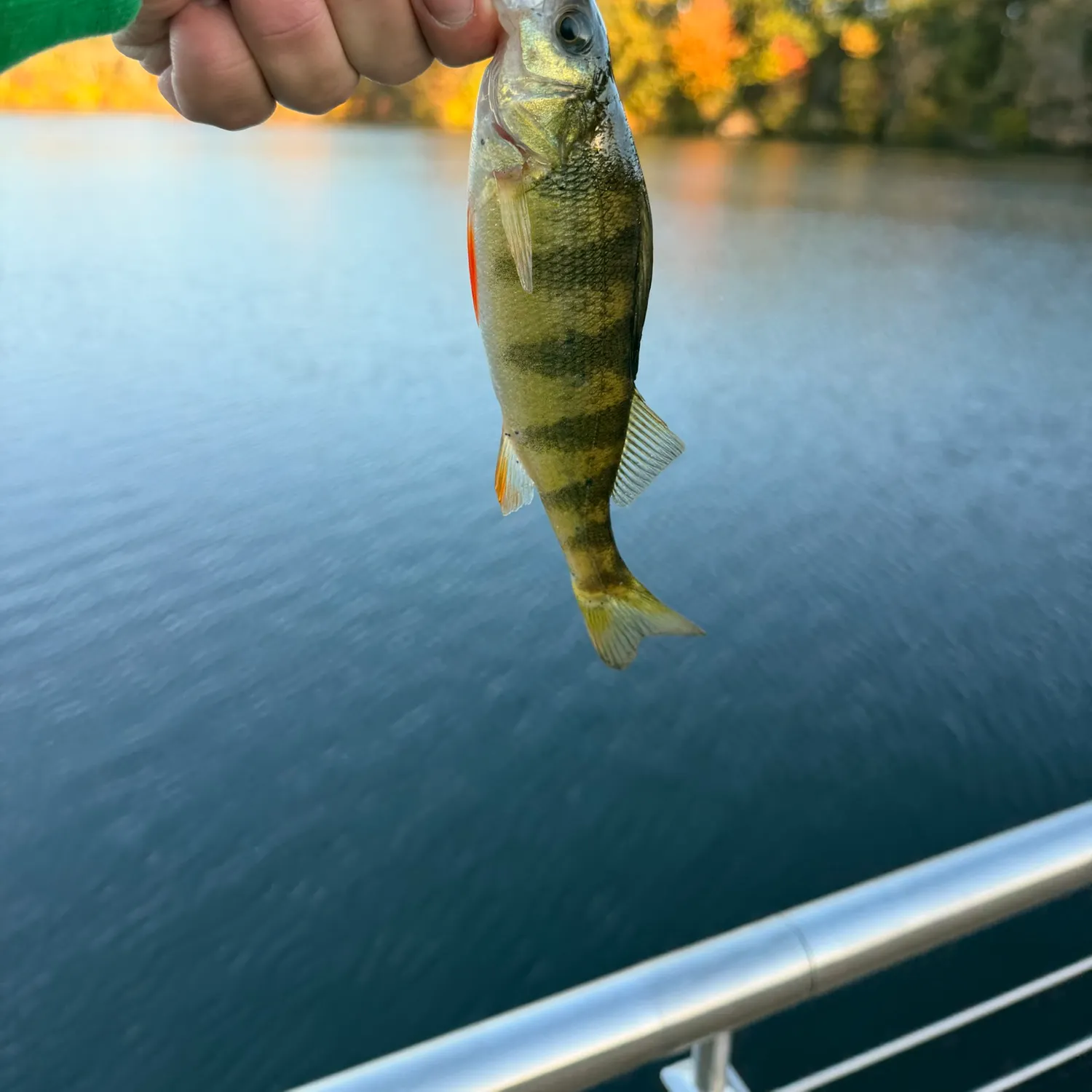 Yellow perch caught on Fishbrain