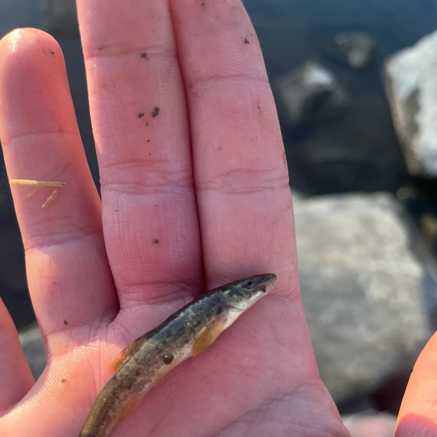 The most recent Longnose dace catches on Fishbrain