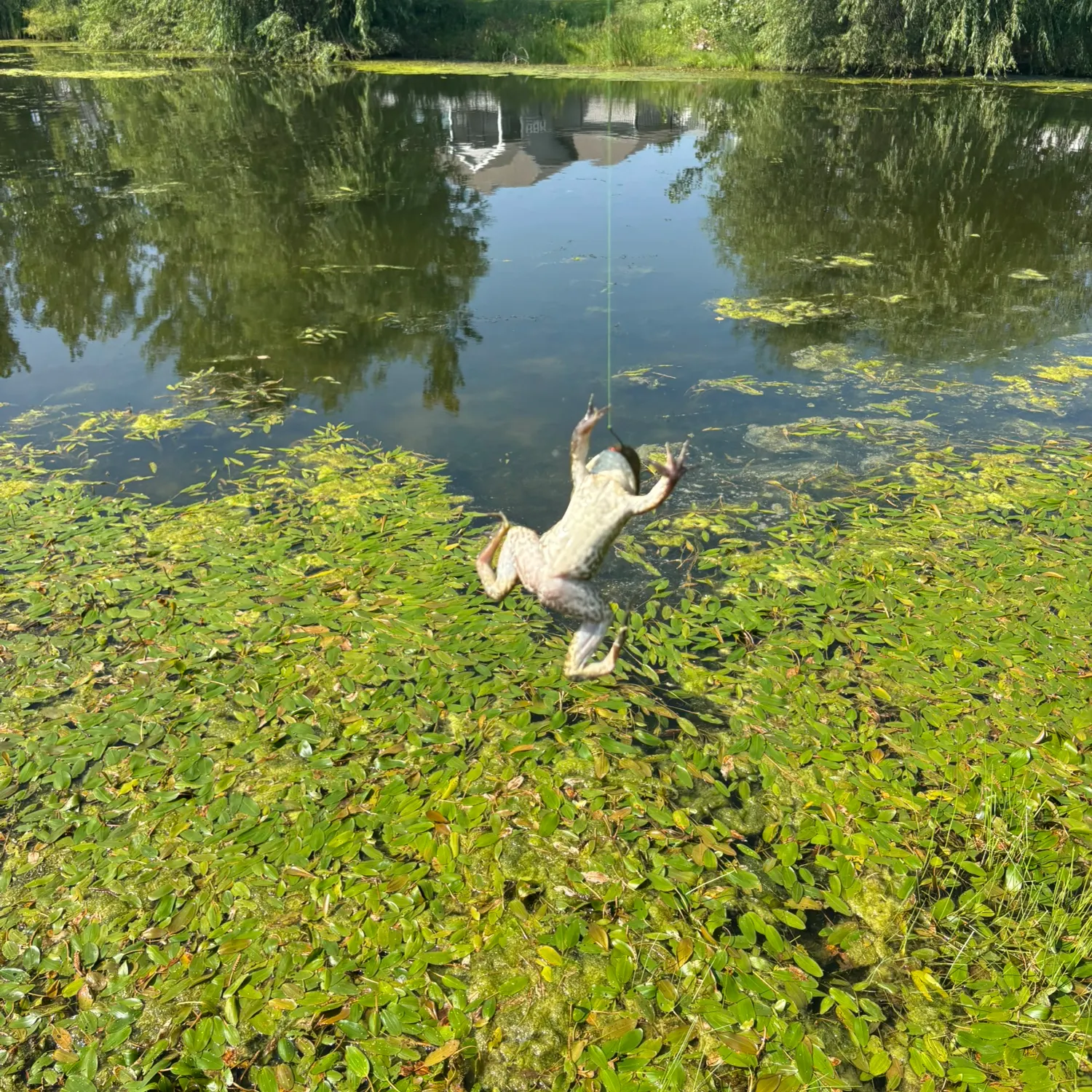 American bullfrog caught on Fishbrain