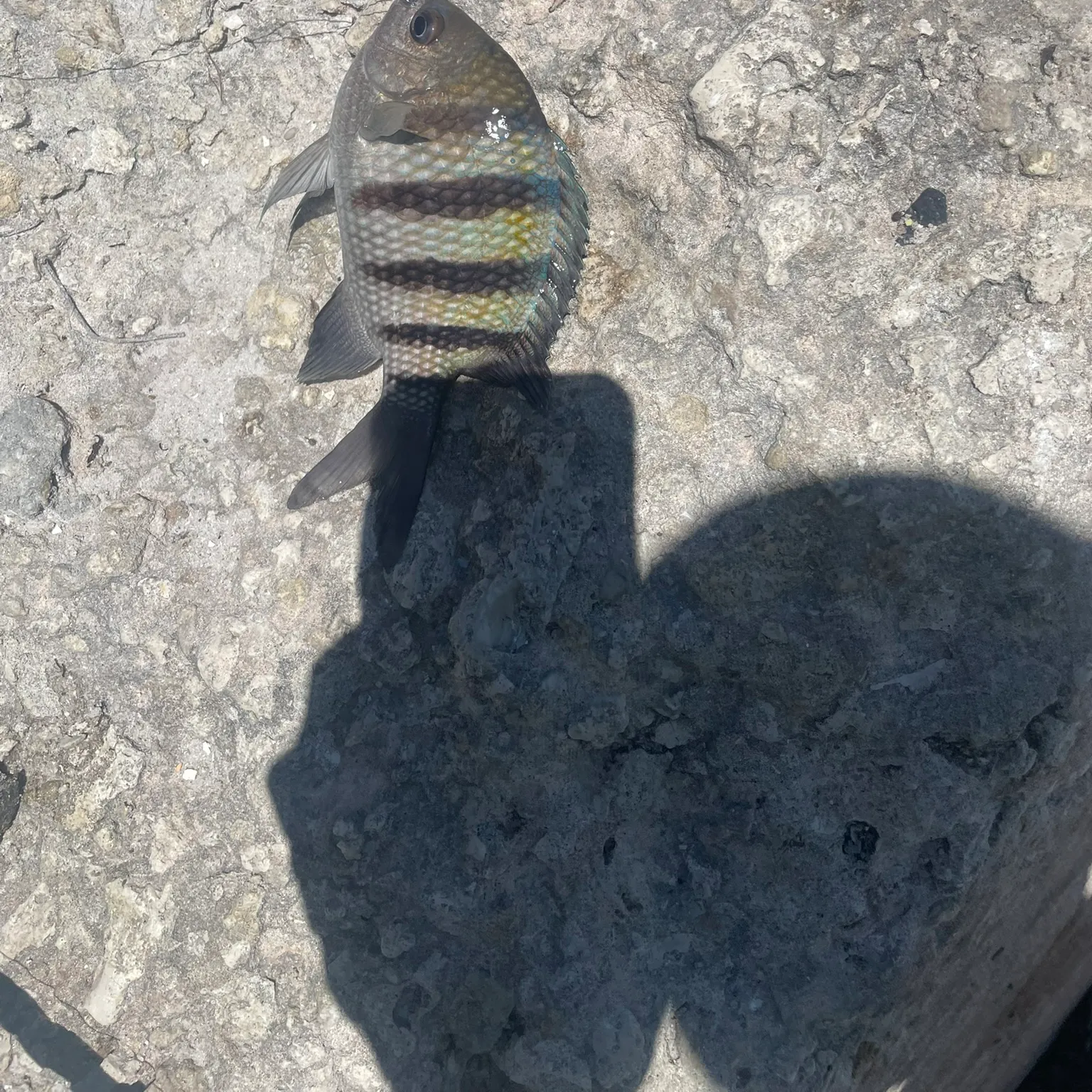 The most recent Sergeant-major catches on Fishbrain