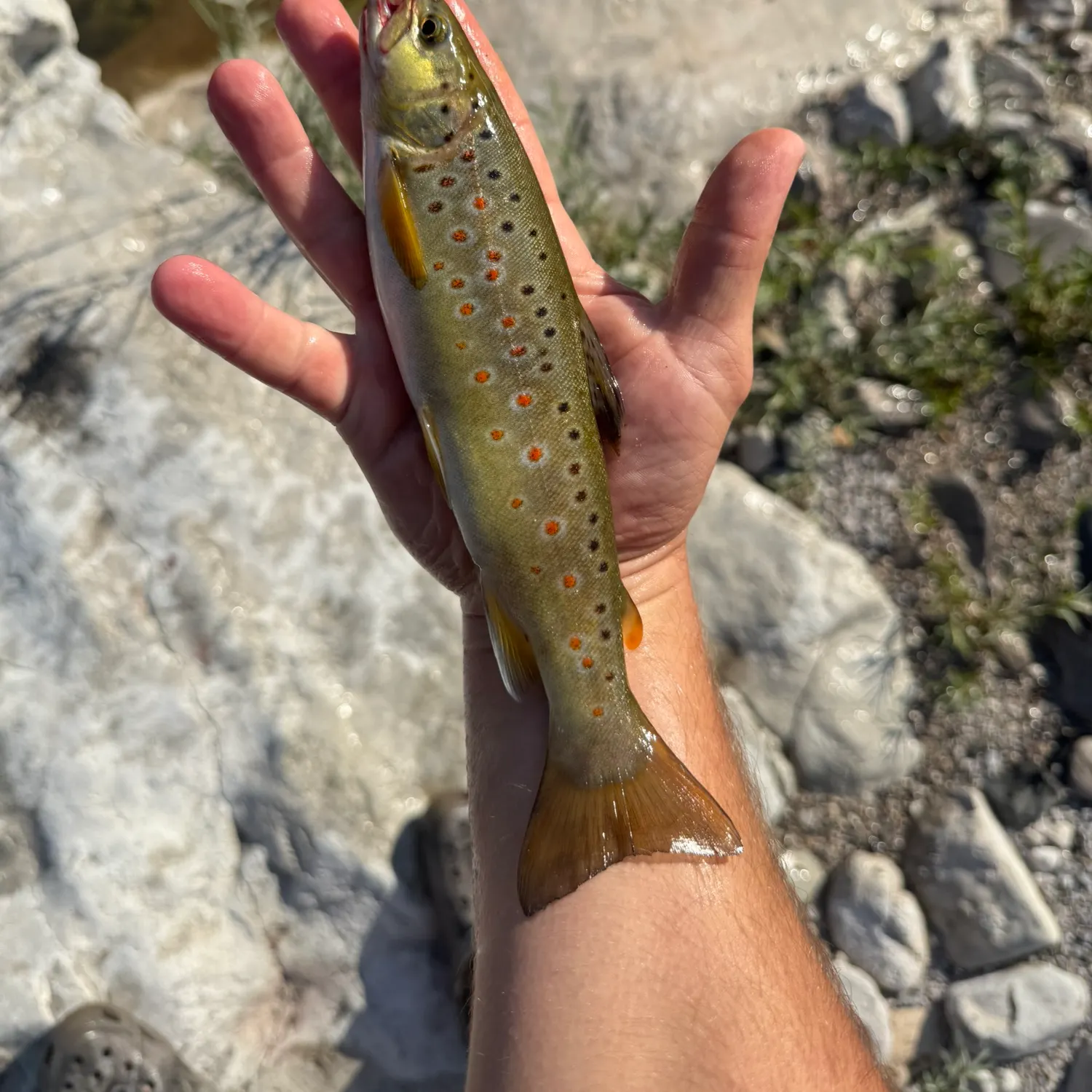 Brown trout caught on Fishbrain