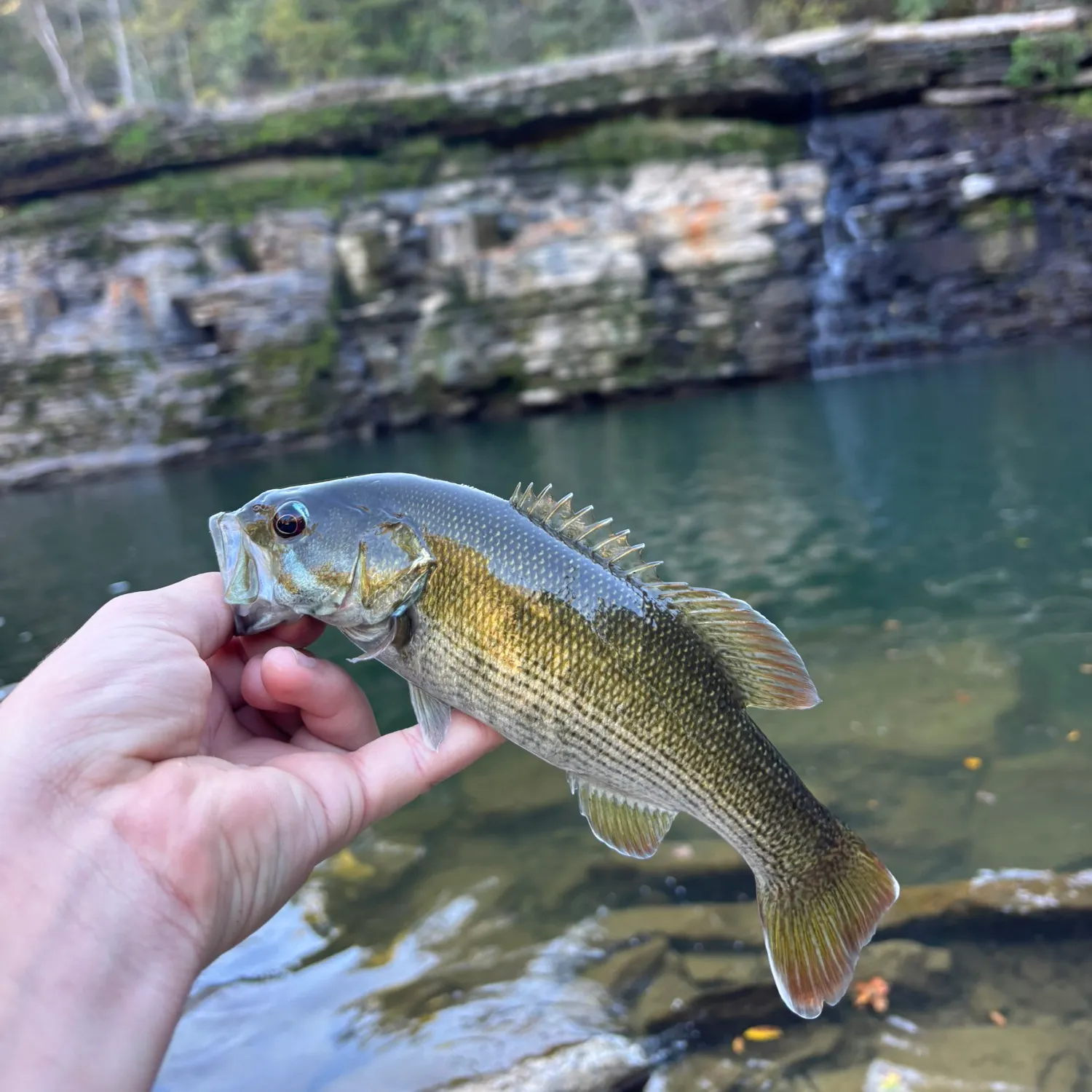 The most recent Redeye bass catches on Fishbrain