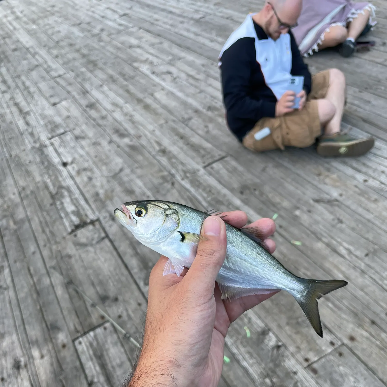 Bluefish caught on Fishbrain