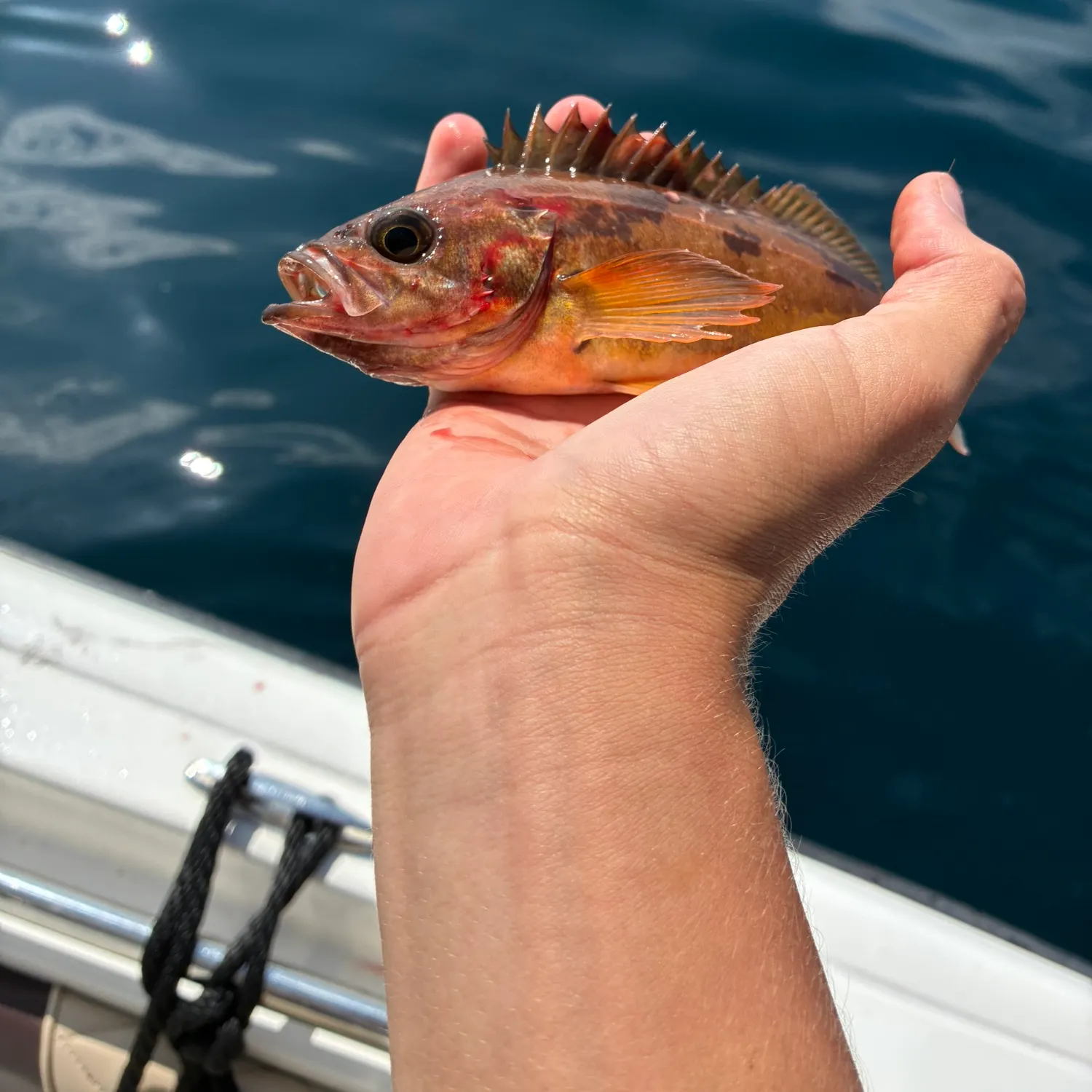 The most recent Kelp rockfish catches on Fishbrain