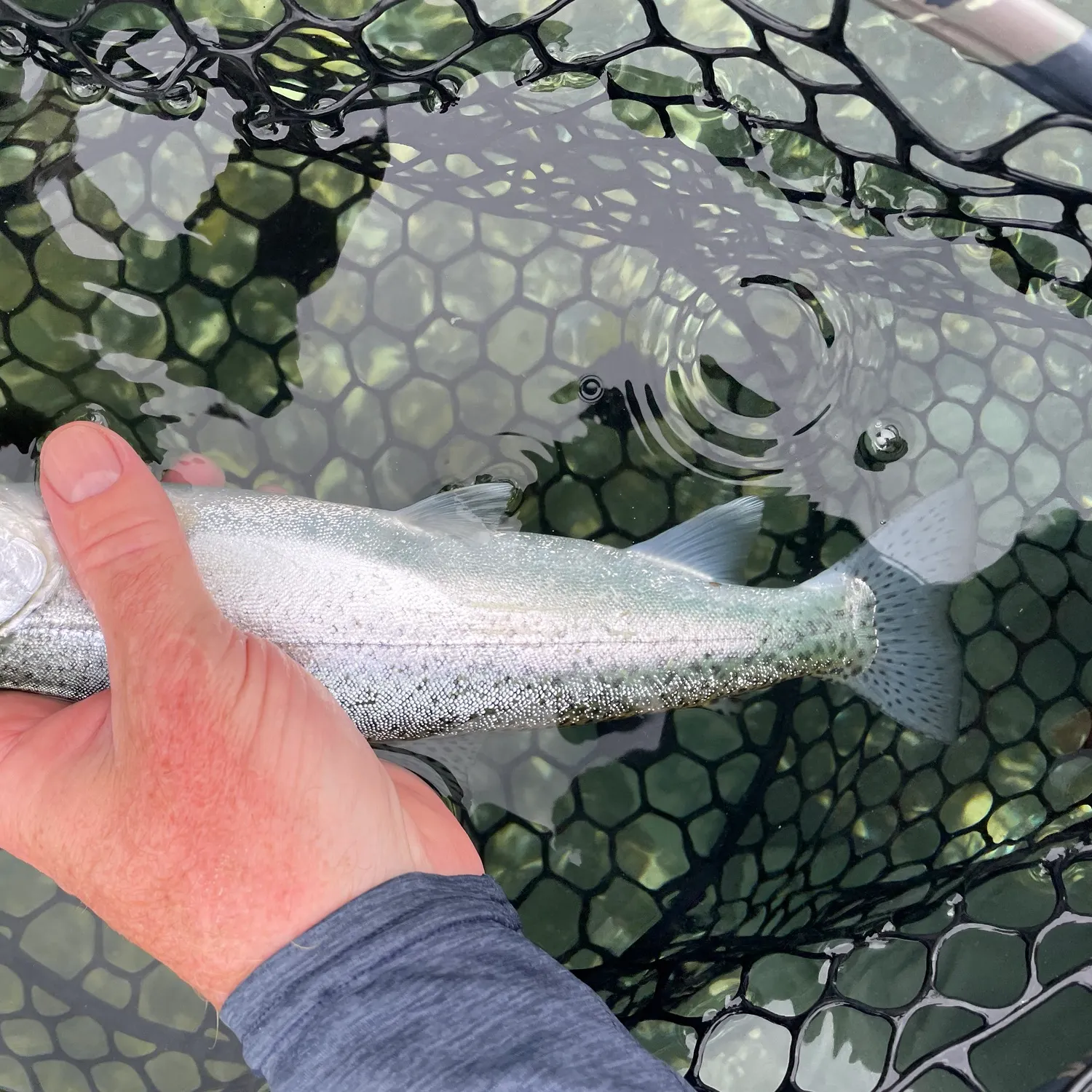 The most recent Coastal cutthroat trout catches on Fishbrain