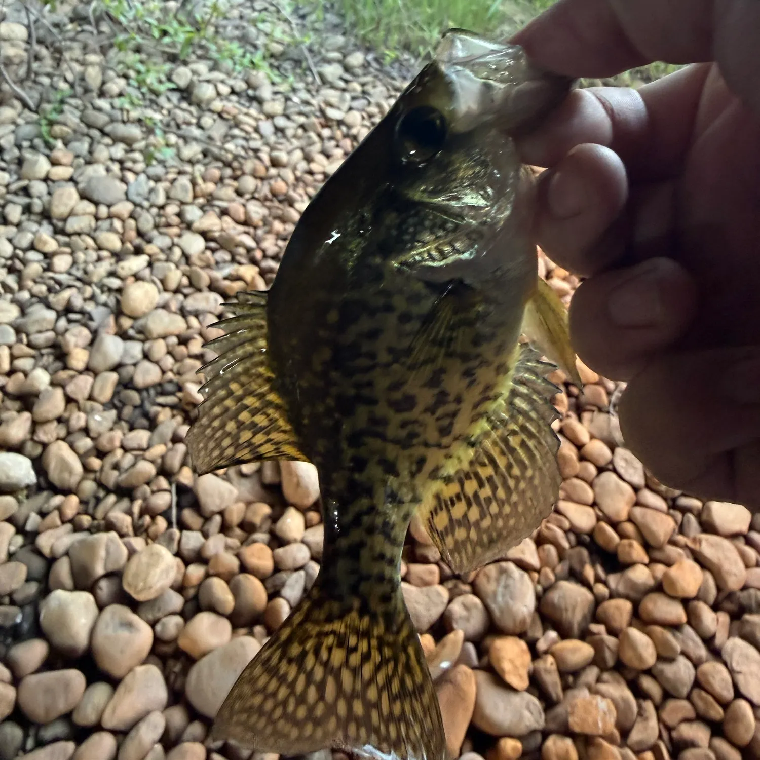 The most recent Black crappie catches on Fishbrain