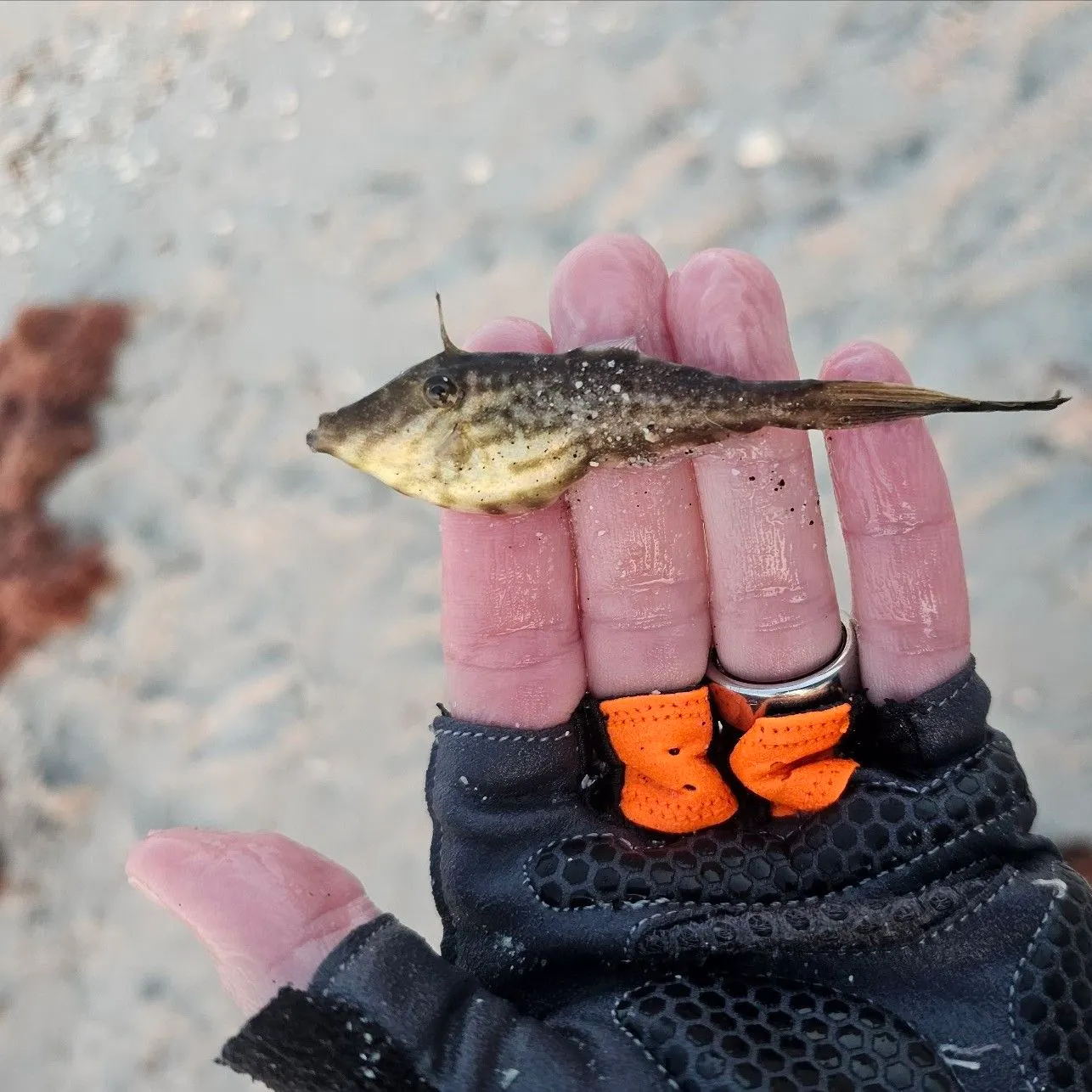 The most recent Scrawled filefish catches on Fishbrain
