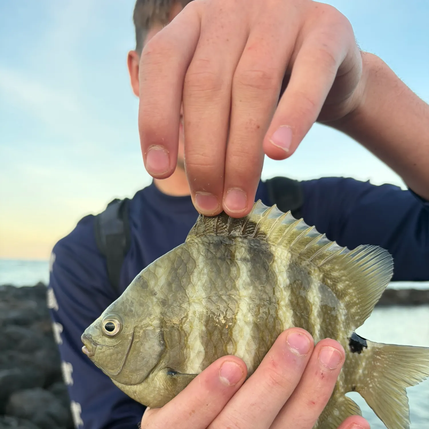 The most recent Hawaiian sergeant major catches on Fishbrain