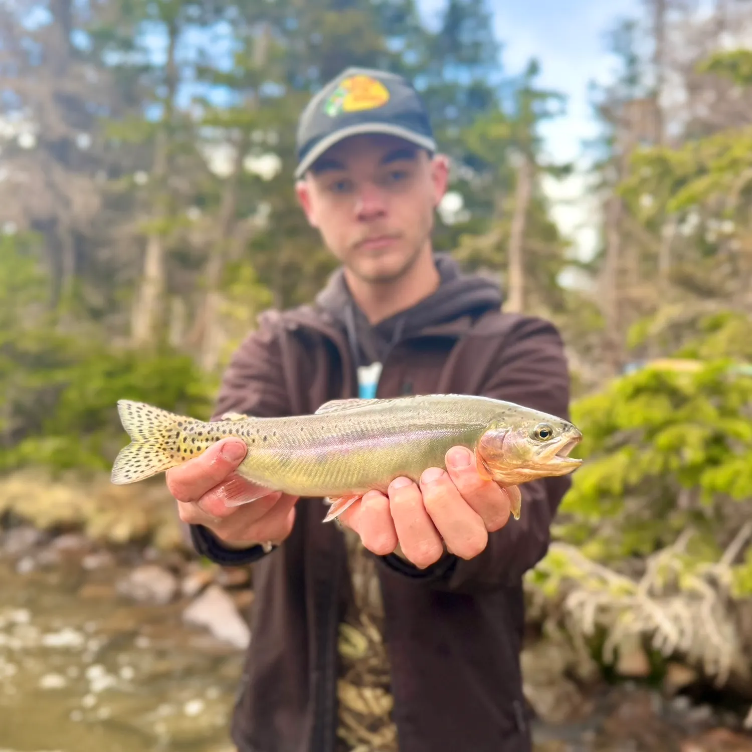 The most recent Golden trout catches on Fishbrain
