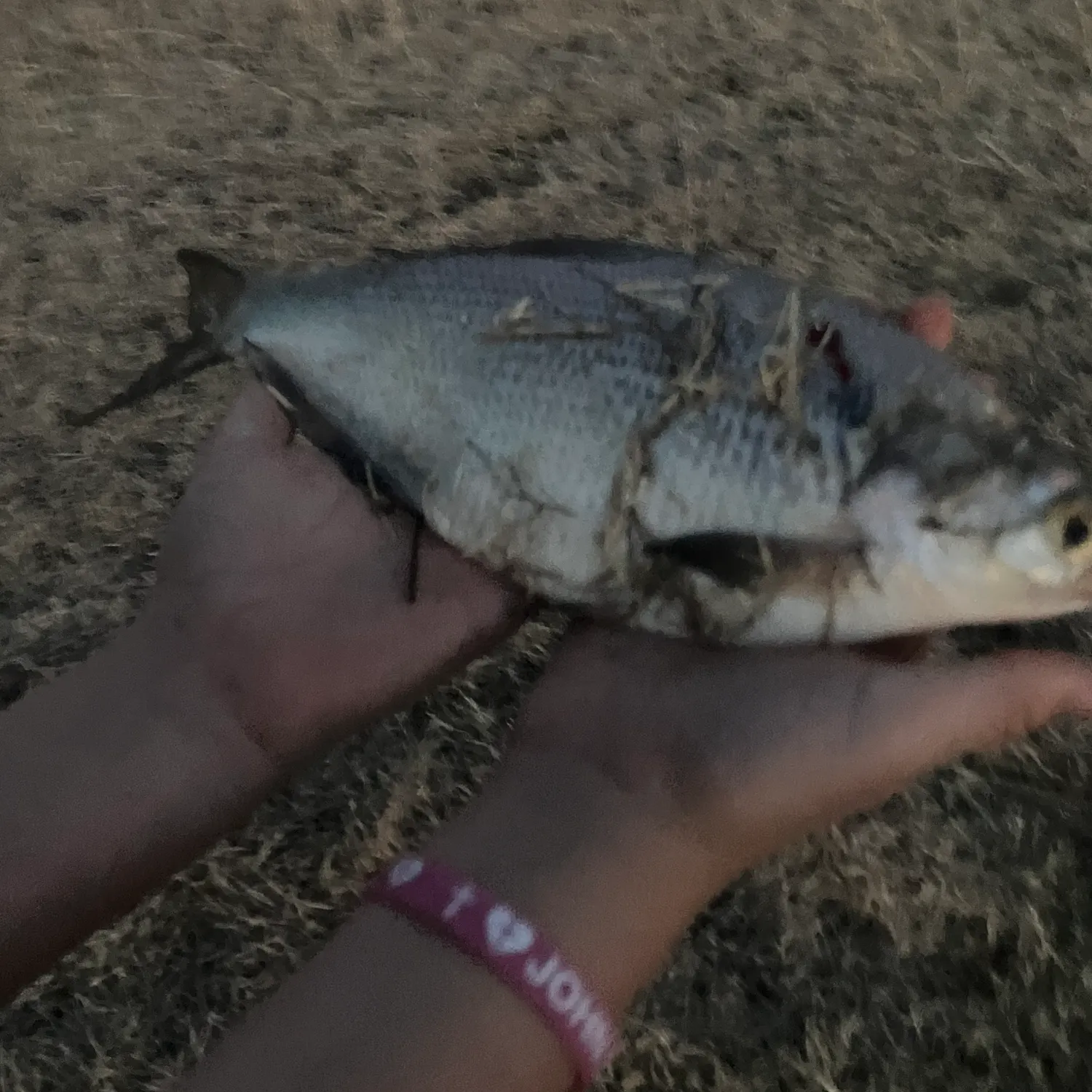 The most recent American gizzard shad catches on Fishbrain