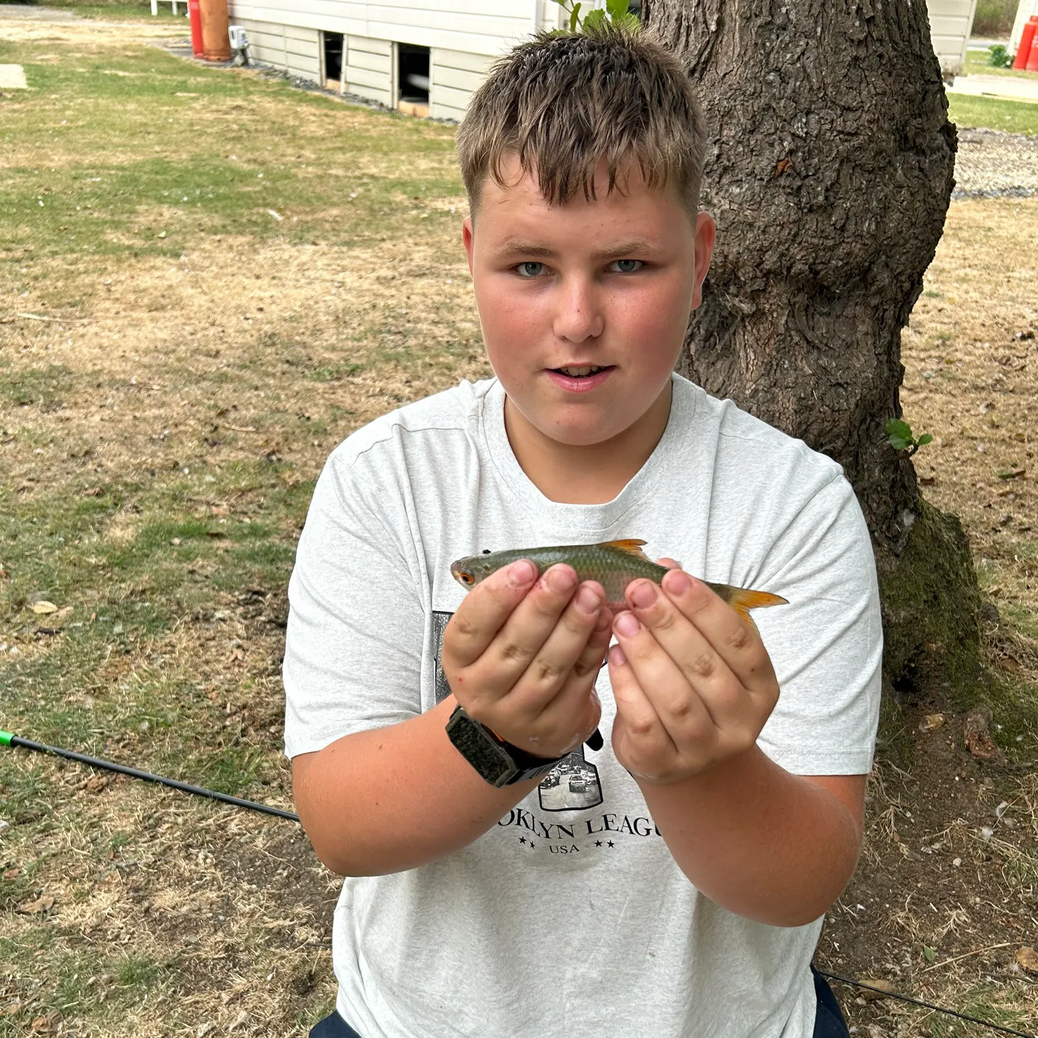 Common roach caught on Fishbrain