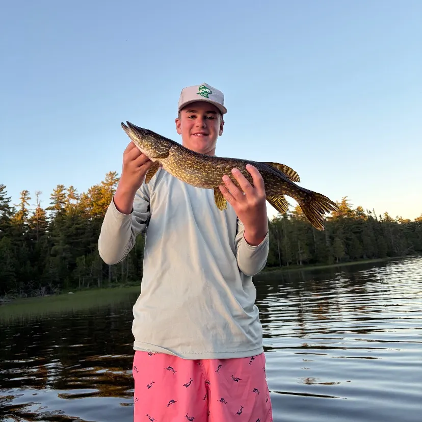 Northern pike caught on Fishbrain